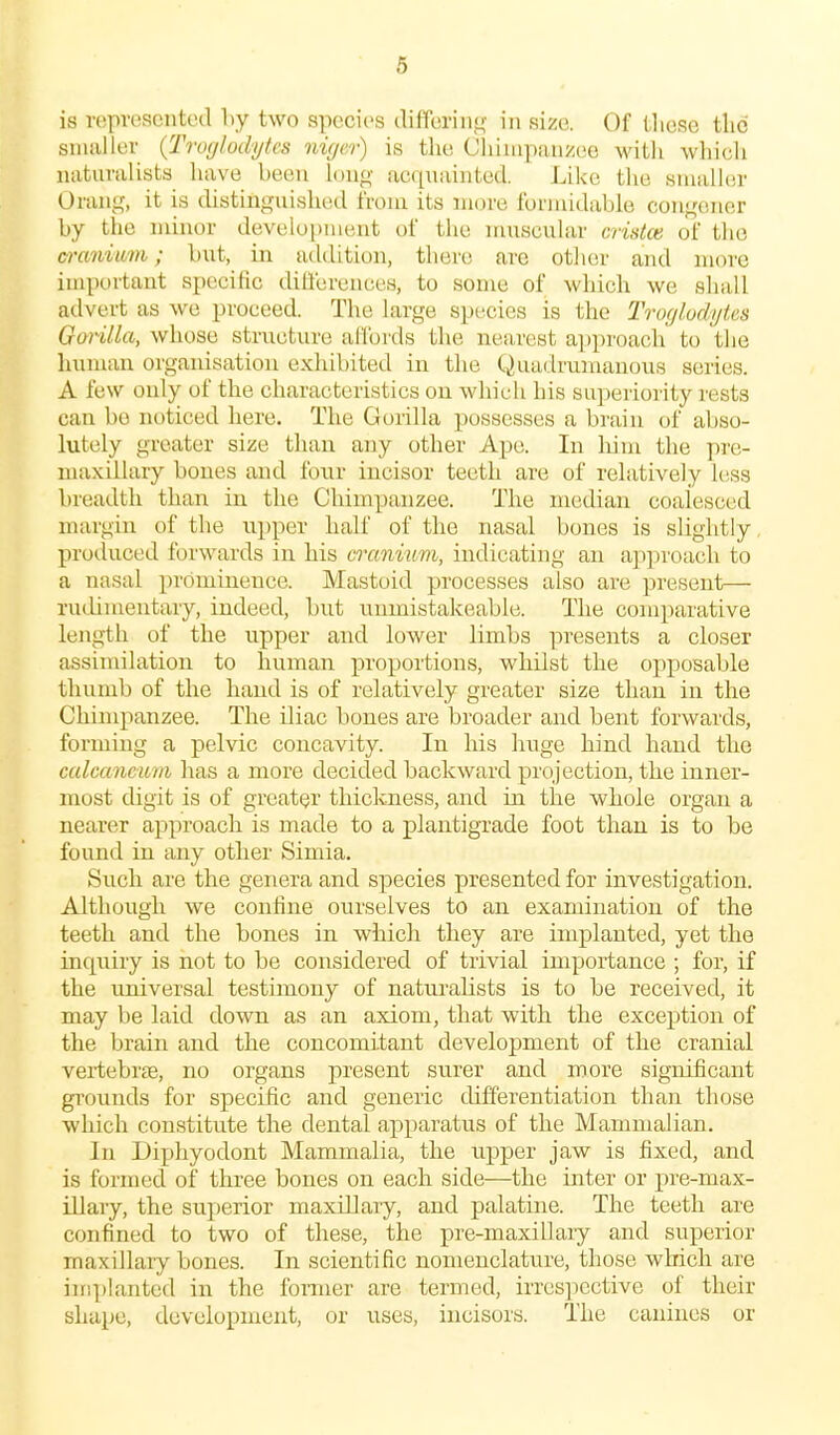 is roproscntod liy two species differing in size. Of Uiesc tlic snuiller {Tro(jlodytcs nige.r) is the Cliiiiipiuizee with which luvturalists have been long acquainted. Like the smaller Orang, it is distinguisluid tVoui its more rormidable congener by the minor develupuient of the muscular cridoi of the craniwri; but, in addition, there arc other and more important specific dilferences, to some of which we shall advert as we proceed. The large species is the Troglodyics Gorilla, whose structure allbrds the nearest a])proach' to the human organisation exliibited in the Quadrumanous series. A few only of the characteristics on which his superiority rests can bo noticed here. The Gorilla possesses a brain of abso- lutely greater size than any other Ape. In liim the pre- maxiilary bones and foxu- incisor teeth are of relatively hiss breadth than in the Chimpanzee. The median coalesced margin of the upper half of the nasal bones is slightly, produced forwards in his cranium, indicating an ap])roach to a nasal prbmiuence. Mastoid processes also are present— rudimentary, indeed, but unmistakeable. The comparative length of the upper and lower limbs presents a closer assimilation to human proportions, whilst the opposable thumb of the hand is of relatively greater size than in the Chimpanzee. The iliac bones are broader and bent forwards, forming a pelvic concavity. In his huge hind hand the calcancuvi has a more decided backward projection, the inner- most digit is of greater thickness, and in the whole organ a nearer approach is made to a plantigrade foot than is to be found in any other Simia. Such are the genera and species presented for investigation. Although we confine ourselves to an examination of the teeth and the bones in which they are implanted, yet the inquiry is iiot to be considered of trivial importance ; for, if the universal testimony of naturalists is to be received, it may be laid down as an axiom, that with the exception of the brain and the concomitant development of the cranial vertebrae, no organs present surer and more significant grounds for specific and generic differentiation than those which constitute the dental apparatus of the Mammalian. In Diphyodont Mammalia, the upper jaw is fixed, and is formed of three bones on each side—the inter or pre-max- illary, the superior maxillary, and palatine. The teeth are confined to two of these, the pre-maxillary and superior maxillary bones. In scientific nomenclature, those which are im]>lanted in the foimer are termed, irres]icctive of their shape, development, or uses, incisors. The canines or