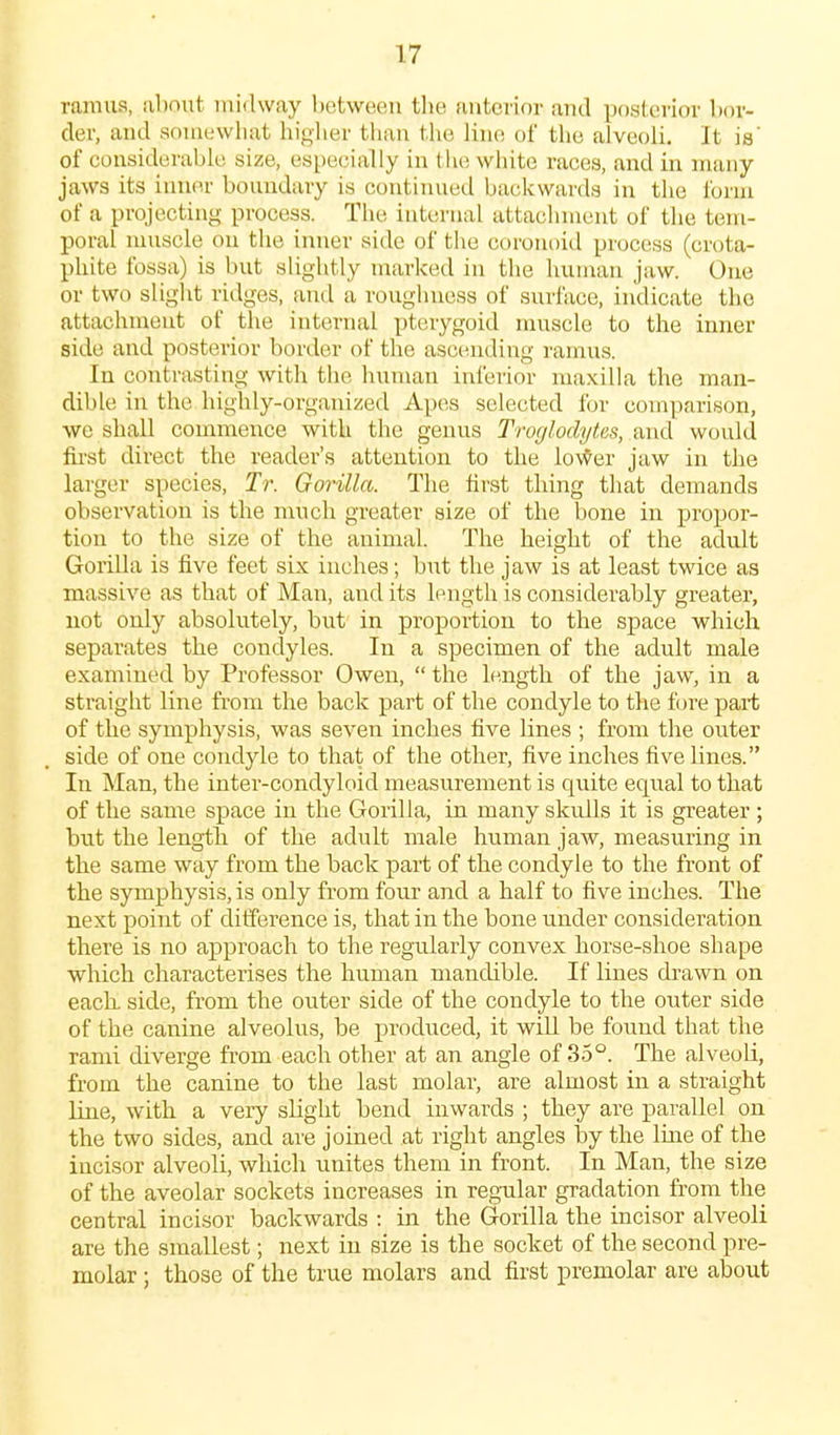 ramus, ubnut midway between the anterior and posterior bor- der, and somewhat higlier than the line of the alveoli. It is' of considerable size, esi)ecially in tiie white races, and in many jaws its inner boundary is continued backwards in the Ibrui of a projecting process. The internal attachment of tlie tem- poral muscle on the inner side of the coronoid process (crota- phite fossa) is but slightly marked in the human jaw. One or two slight ridges, and a roughness of surface, indicate the attachment of the internal pterygoid muscle to the inner side and posterior border of the ascending ramus. In contrasting with the human inferior nuixilla the man- dible in the highly-organized Apes selected for comparison, we shall commence with the genus TmjlodyteH, and would first direct the reader's attention to the lo^er jaw in the larger species, Tr. Gorilla. The first tiling that demands observation is the much greater size of the bone in propor- tion to the size of the animal. The height of the adult Gorilla is five feet six inches; but the jaw is at least twice as massive as that of Man, and its length is considerably greater, not only absolutely, but in proportion to the space which separates the condyles. In a specimen of the adult male examined by Professor Owen,  the length of the jaw, in a straight line from the back part of the condyle to the fore part of the symphysis, was seven inches five lines ; from the outer side of one condyle to that of the other, five inches five lines. In Man, the inter-condyloid measurement is quite equal to that of the same space in the Gorilla, in many skulls it is greater ; but the length, of the adult male human jaAv, measuring in the same way from the back part of the condyle to the front of the symphysis, is only from four and a half to five inches. The next point of difference is, that in the bone under consideration there is no approach to the regularly convex horse-shoe shape which characterises the human mandible. If lines drawn on each side, from the outer side of the condyle to the outer side of the canine alveolus, be prodriced, it will be found that the rami diverge from each other at an angle of 35°. The alveoli, from the canine to the last molar, are almost in a straight line, with a very slight bend inwards ; they are parallel on the two sides, and are joined at right angles iDy the Ime of the incisor alveoli, which unites them in front. In Man, the size of the aveolar sockets increases in reg-ular gradation from the central incisor backwards : in the Gorilla the incisor alveoli are the smallest; next in size is the socket of the second pre- molar ; those of the true molars and first premolar are about