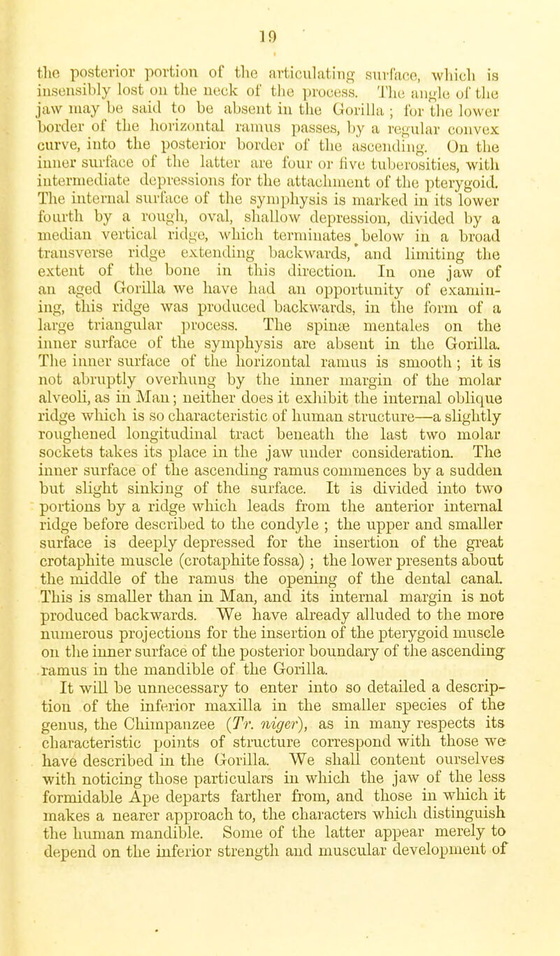 tlic posterior portion of the articulating surface, wliicli is insensibly lost on the neck of the process. The angle of the jaw may be said to be absent in the Gorilla ; for the lower border of the horizontal ramus passes, by a regular convex curve, into the posterior border of the ascending. On the inner surface of the latter are four oi- five tuberosities, with intermediate depressions for the attachment of the pterygoid. The internal surface of the symphysis is marked in its lower fourth by a rough, oval, sliallow depression, divided by a median vertical ridge, which terminates^below in a broad transverse ridge extending backw^ards, * and limiting the extent of the bone in this direction. In one jaw of an aged Gorilla we have had an opportunity of examin- ing, this ridge was produced backwards, in the form of a large triangular ])rocess. The spinte mentales on the inner surface of the symphysis are absent in the Gorilla. The inner surface of the horizontal ramus is smooth; it is not abruptly overhung by the inner margin of the molar alveoli, as in Man; neither does it exhibit the internal oblicpie ridge which is so characteristic of human structure—a slightly roughened longitudinal tract beneath the last two molar sockets takes its place in the jaw under consideration. The inner surface of the ascending ramus commences by a sudden but slight sinking of the surface. It is divided into two portions by a ridge which leads from the anterior internal ridge before described to the condyle ; the upper and smaller surface is deeply depressed for the insertion of the gi-eat crotaphite muscle (crotaphite fossa) ; the lower presents about the middle of the ramus the opening of the dental canal This is smaller than in Man, and its internal margin is not produced backwards. We have already alluded to the more numerous projections for the insertion of the pterygoid muscle on the inner surface of the posterior boundary of the ascending ramus in the mandible of the Gorilla. It wiU be unnecessary to enter into so detailed a descrip- tion of the inferior maxilla in the smaller species of the genus, the Chimpanzee {Tr. niger), as in many respects its characteristic points of structure correspond with those we have described in the Gorilla. We shall content ourselves with noticing those particulars in which the jaw of the less formidable Ape departs farther from, and those in which it makes a nearer approach to, the characters which distinguish the human mandible. Some of the latter appear merely to depend on the inferior strength and muscular development of