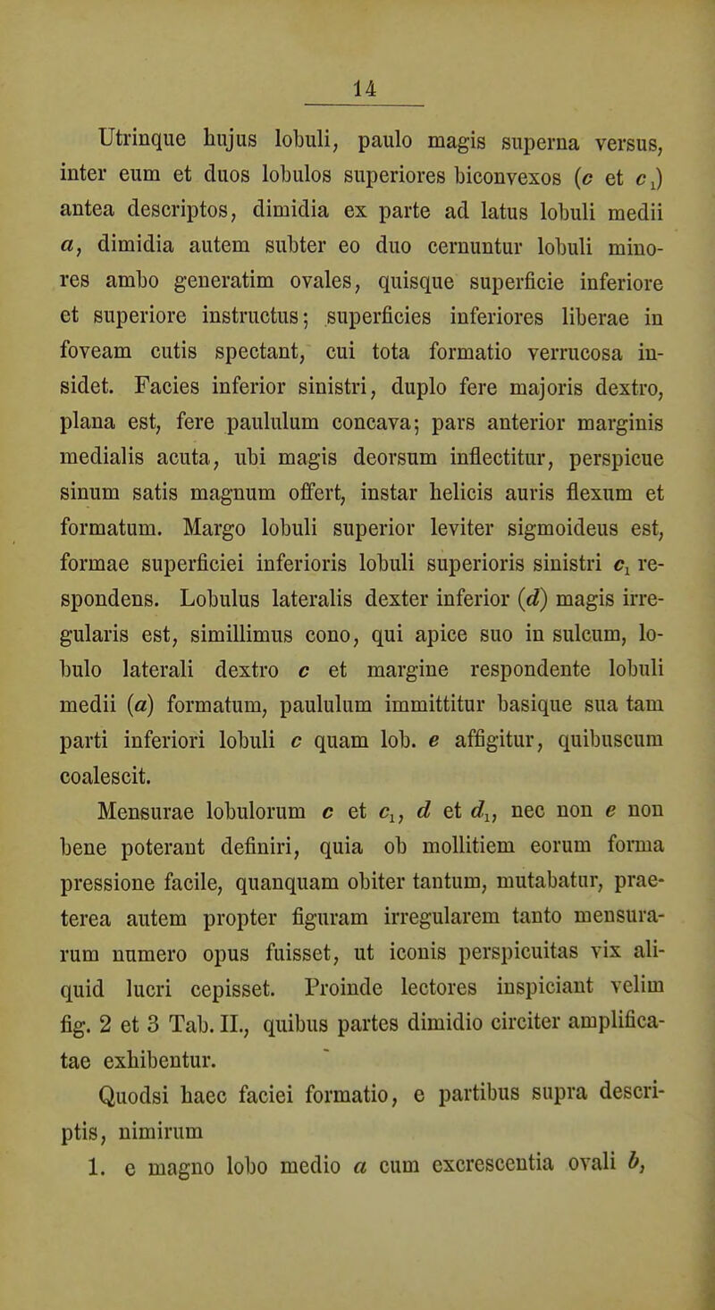 Utrinque hujus lobuli, paulo magis siiperna versus, inter eum et duos lobulos superiores biconvexos {c et antea descriptos, dimidia ex parte ad latus lobuli medii a, dimidia autem subter eo duo cernuntur lobuli mino- res ambo generatim ovales, quisque superficie inferiore et superiore instructus; superficies inferiores liberae in foveam cutis spectant, cui tota formatio verrucosa in- sidet. Facies inferior sinistri, duplo fere majoris dextro, plana est, fere paululum concava; pars anterior marginis medialis acuta, ubi magis deorsum inflectitur, perspicue sinum satis magnum ofifert, instar helicis auris flexum et formatum. Margo lobuli superior leviter sigmoideus est, formae superficiei inferioris lobuli superioris sinistri re- spondens. Lobulus lateralis dexter inferior (d) magis irre- gularis est, simillimus cono, qui apice suo in sulcum, lo- bulo laterali dextro c et margine respondente lobuli medii (a) formatum, paululum immittitur basique sua tarn parti inferiori lobuli c quam lob. e affigitur, quibuscum coalescit. Meneurae lobulorum c et c^, d et d^, nee non e non bene poterant definiri, quia ob mollitiem eorum forma pressione facile, quanquam obiter tantum, mutabatur, prae- terea autem propter figuram irregulärem tanto mensura- rum numero opus fuisset, ut iconis perspicuitas vix ali- quid lucri cepisset. Proinde lectores iuspiciant velim fig. 2 et 3 Tab. IL, quibus partes dimidio circiter amplifica- tae exhibentur. Quodsi haec faciei formatio, e partibus supra descri- ptis, nimirum 1. c magno lobo medio a cum excrescentia ovali b,