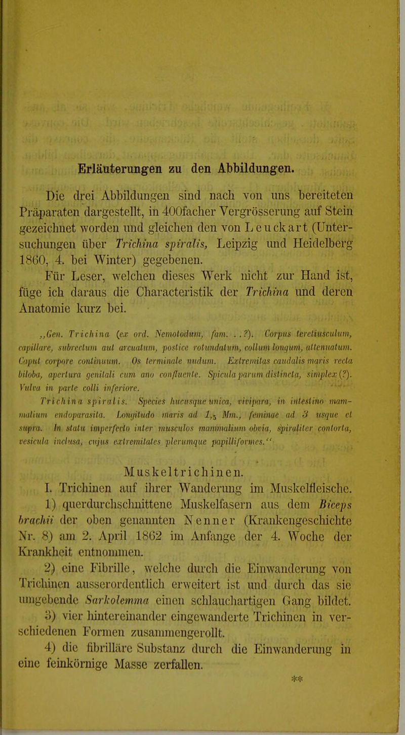 Erläuterungen zu den Abbildungen. Die drei Abbildimgeu sind nacb von uns bereiteten Präparaten dargestellt, in 400facher Vergrösserung auf Stein gezeichnet worden und gleichen den von Lcuckart (Unter- suchungen über Trichina spiralis, Leipzig imd Heidelberg 1860, 4. bei Winter) gegebenen. Für Leser, welchen dieses Werk nicht zur Hand ist, füge ich daraus die Characteristik der Trichina und deren Anatomie kurz bei. ,,Gen. Trichina (cv ord. Ncmolodum, fam. ..?). Corpus Icrcliusculwn, lapillare, subreclum aul arcuatim, poslice rolimdalvm, collum longum, uUenuatum. Caput corpore coiUinuum. Os terminale nnduin. Exlrcmilas caudalis maris rccta biloba, apcrtura (jcnilali cum anu conßucnle. Spiculaparum distincla, simplcx{?). Vulva in parte colli inferiore. ' Trichina spiralis. Spccies hucasque iinica, vivipara, in intestino viam- iiudiuni endupurasita. Lonyitudo maris ad 1,5 Mm., feminac ad 3 tisquc cl supra. In statu impcrfecto inlcr musculos mammalium obvia, spirulilcr conlurta, vesicula inclusa, cujus cxtremitales plcrumque papilliformcs. Muskeltrichinen. I. Trichinen auf ihrer Wanderung iin Muskelfleische. 1) querdurchschnittene Muskelfasern aus dem Biceps hrachii der oben genannten Nenner (lü'ankengeschichte Nr. 8) am 2. April 1862 im Anfange der 4. Woche der Krankheit entnonnnen. 2) eine Fibrille, welche durch die Einwanderung von Trichinen ausserordentlich erweitert ist und durch das sie umgebende Snrkolemma einen schlauchartigen Gang bildet'. o) vier lüntereinander eingewanderte Trichinen in ver- schiedenen Formen zusammengerollt. 4) die fibrilläre Substanz durch die Einwandermig in eine feinkörnige Masse zerfallen.