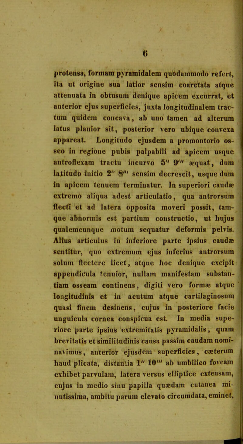 protensa, formain pyramidalem (jubdainmodo refcrt, ita ut origiae sua latior sensim coarctata atque attenuata in obtusum denique apicem excurrat, et anterior ejus superficies, juxta longitudinalem trac- tum quidcm concara, ab uno taraen ad alterum latus planior sit, posterior vero ubique convexa appareat. Longitudo ejusdem a promontorio os- seo in regione pubis palpabili ad apicem usque antroflexam tractu incurvo 5 9' sequat, dum latitudo initio 2 8' sensim decrcscit, usque dum in apicem tenuem terminatur. In superiori caudae extremo aliqua adest articulatio, qua antrorsum flecti et ad latera opposita moveri possit, tam- que abnormis est partium coustructio, ut hujus qualemcunque motum sequatur deformis pelvis. Alius articulus in inferiore parte ipsius caudse sentitur, quo cxtremum ejus inferius antrorsum solum fiectcre licet, atque hoc denique excipit appendi(;ula tcnuior, nullam manifestam substan- tiam osseam continens, digiti vero formae atque longitudinis et in acutum atque cartilaginosum quasi finem desinens, cujus in posteriore facie unguicula cornea conspicua est. In media supe- riore parte ipsius extremitatis pyraraidalis, quam brevitatis et similitudinis causa passim caudam nomi- navimus, anterior ejusdem superficies, caeterura haud plicata, distanlia 1 10' ab umbilico foveara exhibet parvulam, latera versus elliptice extensam, cujus in mcdio sinu papilla quaedam cutanea rai- nutissima, arabitu parum elevato circumdata, erainef,