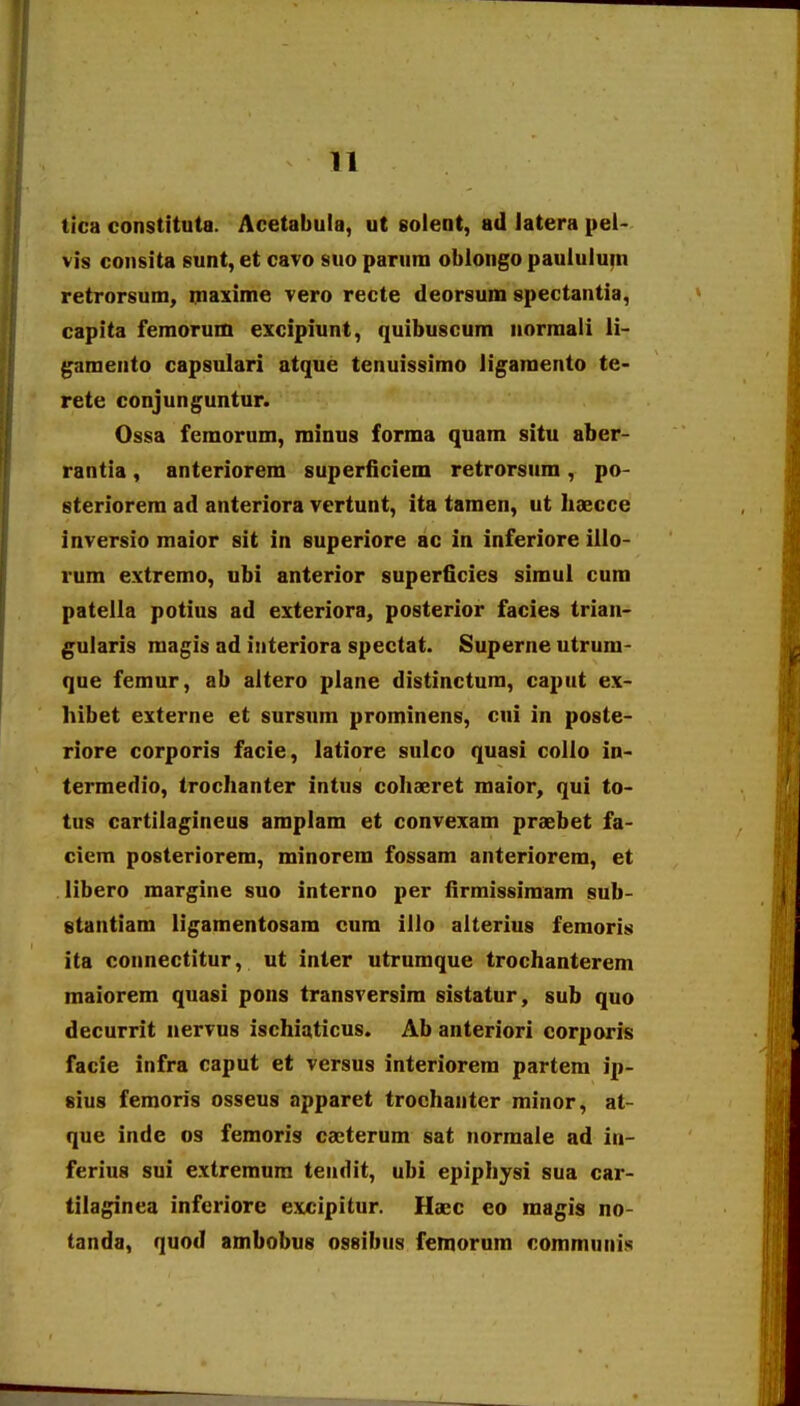 tica eonstituta. Acetabula, ut solent, ad latera pel- vis consita 8unt, et cavo suo parum oblongo paululuin retrorsum, niaxime vero recte deorsum spectantia, capita feraorum excipiunt, quibuscum norraali 11- gamento capsularl atque tenuissimo ligamento te- rete conjunguntur. Ossa femorum, minus forma quam sltu aber- rantia, anteriorem superficlem retrorsum, po- steriorem ad anterlora vertunt, Ita tamen, ut haecce Inversio maior sit in superiore ac in inferiore Ulo- rum extremo, ubl anterlor superficies siraul cura patella potius ad exteriora, posterlor facles trian- gularis magis ad interiora spectat. Superne utrum- que femur, ab altero plane distinctura, caput ex- hibet externe et sursum prominens, cul in poste- rlore corporis facie, latiore sulco quasi collo In- terraedio, trochanter intus cohaeret maior, qui to- tus cartilagineus araplam et convexam praebet fa- ciem posteriorem, minorem fossam anteriorera, et libero margine suo interno per firmissimam sub- stantiam ligamentosara cura illo alterlus femoris ita connectitur, ut inter utruraque trochanterem maiorem quasi pons transversim sistatur, sub quo decurrit nervus ischiaticus. Ab anteriorl corporis facle infra caput et versus interiorera partera ip- sius feraoris osseus apparet trochanter rainor, at- que inde os femoris caeterum sat normale ad in- ferius sui extremura tendit, ubi epiphysi sua car- tilaginea inferiore excipitur. Haec eo magis no- tanda, quod ambobus ossibus femorum communis