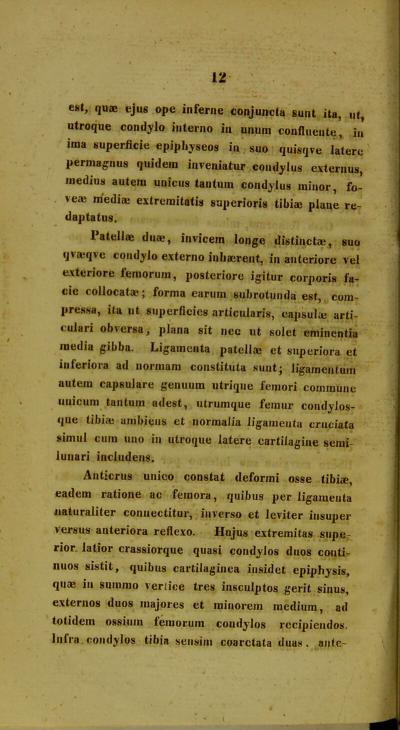 est, quae ejus ope inferne conjuncta sunt ita, ut, utroque condylo interno in unum confluente, in' ima superficie epiphyseos in suo quisqve laterc permagnus quidem inveniatur condylus externus, medius autem unicus tantum condyius minor, fo- veae mediai extremitatis saperioris tibiaj plane re- daptatus. Patellae duae, invicem longe distiucta;, suo qvaeqve condylo externo inliajrent, in anteriore vel exteriore femorum, posteriore igitur corporis fa- cie collocatae; forma earum subrotunda est, com- pressa, ita ut superficies articularis, capsula; arti- culari obversa, plana sit nec ut solet eminentia raedia gibba. Ligamenta patellae et superiora et inferiora ad normam tonstituta sunt; ligamentum autem capsulare genuum utrique fenjori commune uuicum tantum adest, utrumque femur condylos- que tibia; ambieus et normalia ligamcnta cruciata simul cum uno in utroque latere eartiiagine semi- lunari includens. Anticrus unico constat deformi osse libia, eadem ratione ac femora, quibus per ligaraenta uaturaliter connectitur, inverso et leviter insuper versus anteriora reflexo. Hujus extremitas supe- rior. latior crassiorque quasi condjlos duos conti- iiuos sistit, quibus cartilaginea iusidet epiphysis, quae in summo verfice tres insculptos gerit sinus, externos duos majores et rainorem medium, ad totidem ossium femorum condylos rccipicndos. Infra condylos tibia sensim coarctata duas. ante-