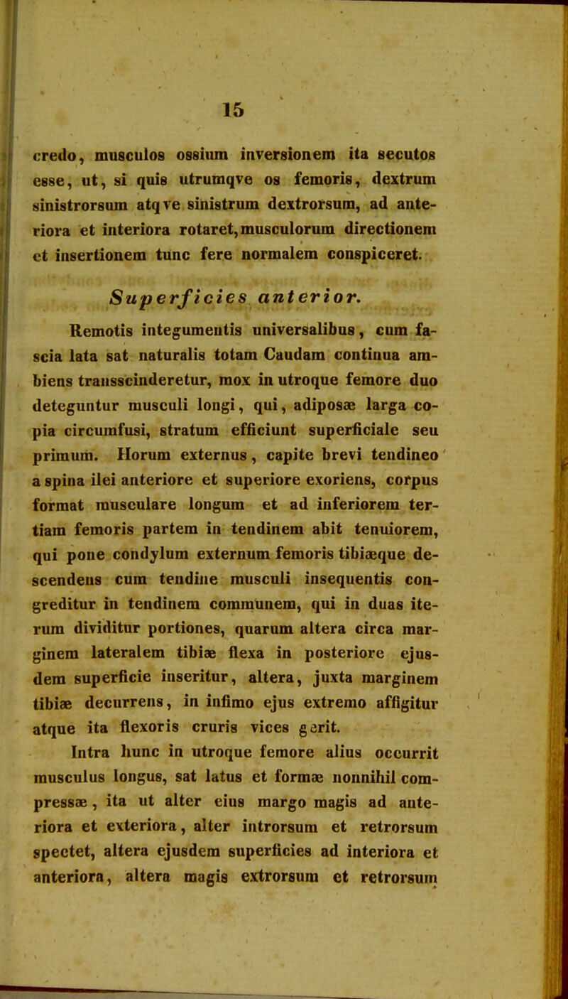 credo, musculos ossium iiiversionem ita secutos eese, ut, si quis utrumqve os femoris, dextrum sinistrorsum atqve sinistrum dextrorsum, ad ante- riora et interiora rotaret,musoulorum directionem et insertionem tunc fere normalem conspiceret. Superficies anterior. - ^ '. .f Remotis integumentis universalibus, cum fa- scia lata sat naturalis totam Caudam continua am- , biens transscinderetur, mox in utroque femore duo deteguntur musculi longi, qui, adiposae larga co- pia circumfusi, stratum efficiunt superficiale seu primum. Horum externus, capite brevi tendineo a spina ilei anteriore et superiore exoriens, corpus format musculare longum et ad inferiorem ter- tiam femoris partem in tendinem abit tenuiorem, qui pone condylum externum femoris tibiaeque de- scendeus cum teudiiie rausculi insequentis con- greditur in tendinem communem, qui in duas ite- rum dividitur portiones, quarum altera circa mar- ginem lateralem tibiae flexa in posteriorc ejus- dem superficie inseritur, altera, juxta marginem tibiae decurrens, in infimo ejus extremo affigitur atque ita flexoris cruris vices gerit. Intra liunc in utroque feraore alius occurrit rausculus longus, sat latus et formae nonnihil com- pressae, ita ut alter eius margo raagis ad ante- riora et exteriora, alter introrsum et retrorsum spectet, aitera ejusdem superficies ad interiora et anteriora, aitera magis extrorsum et retrorsura