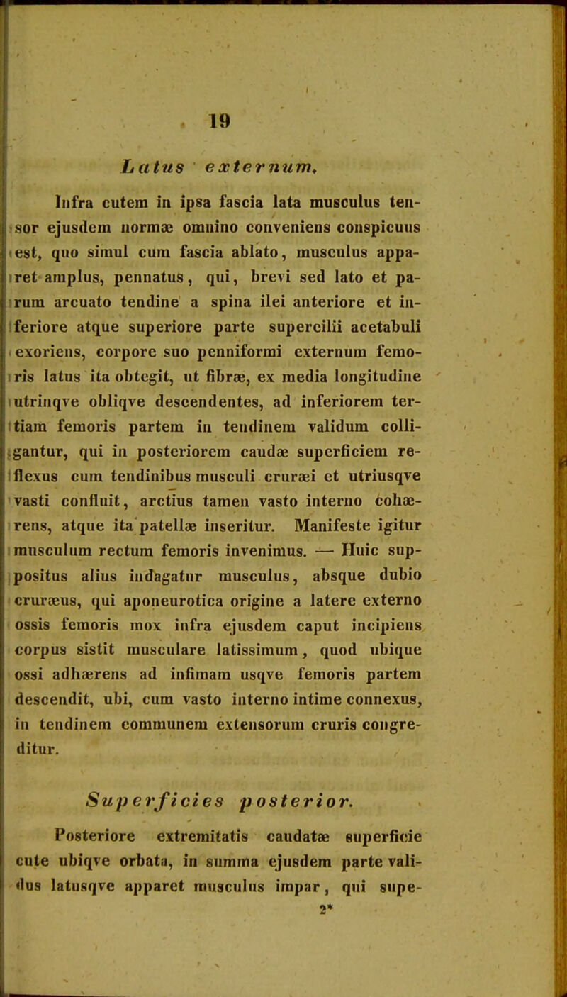 Latus e xternum, Iiifra cutem in ipsa fascia lata musculus ten- sor ejusdem normae omnino conveniens conspicuus t'st, quo simul cum fascia ablato, musculus appa- ret amplus, pennatus, qui, brevi sed lato et pa- rum arcuato tendine a spina ilei anteriore et in- leriore atque superiore parte supercilii acetabuli exoriens, coi*pore suo penniformi externum femo- ris latus ita obtegit, ut fibrae, ex media longitudine utrinqve obliqve descendentes, ad inferiorem ter- tlam femoris partem in tendinem validum colli- i,'antur, qui in posteriorem caudae superficiem re- flexus cum tendinibus musculi cruraei et utriusqve vasti confluit, arctius tamen vasto interno cohae- rens, atque ita patellae inseritur. Manifeste igitur imusculum rectum femoris invenimus. — Iluic sup- ipositus alius indagatur musculus, absque dubio < cruraeus, qui aponeurotica origine a latere externo ossis femoris mox infra ejusdem caput incipiens corpus sistit musculare latissiraum, quod ubique ossi adhaerens ad infimam usqve femoris partem descendit, ubi, cum vasto interno intime connexus, in tendinem communem extensorum cruris congre- ditur. Superficies p osterior. Posteriore extremitatis caudatse euperficsie cute ubiqve orbata, in summa ejusdem parte vali- <1us latusqve apparet musculus irapar, qui supe- 2»