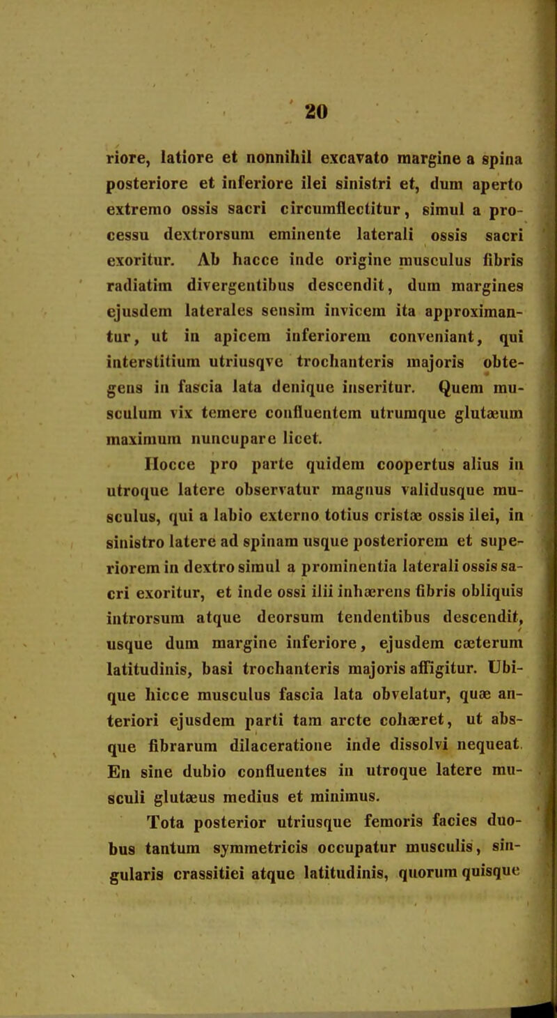 riore, latiore et nonnihil excatato margine a spina posteriore et inferiore ilei sitiistri et, dum aperto extremo ossis sacri circuraflectitur, simui a pro- cessu dextrorsum eminente lateraii ossis sacri exoritur. Ab hacce inde origine musculus ilbris radiatim divergentibus descendit, dum margines ejusdem laterales sensim invicem ita approximan- tur, ut in apicem inferiorem conveniant, qui interstitium utriusqve trochanteris majoris obte- gens in fascia lata denique inseritur. Quem mu- sculum vix temere confluentem utrumque glutseum maximura nuncupare licet. Ilocce pro parte quidera coopertus alius in utroque latere observatur magnus validusque rau- sculus, qui a labio externo totius cristae ossis ilei, in sinistro latere ad spinara usque posteriorem et supe- rioremin dextrosimul a prominentia laterali ossis sa- cri exoritur, et inde ossi ilii inhoerens fibris obliquis introrsum atque deorsum tendentibus descendit, usque dum margine inferiore, ejusdem caeterum latitudinis, basi trochanteris majoris aifigitur. Ubi- que hicce musculus fascia lata obvelatur, quae an- teriori ejusdem parti tam arcte cohaeret, ut abs- que fibrarura dilaceratione inde dissolvi nequeat. En sine dubio confluentes in utroque latere mu- sculi glutaeus medius et miniraus. Tota posterior utriusque feraoris facies duo- bus tantum symraetricis occupatur musculis, sin- gularis crassitiei atque latitudinis, quorura quisque