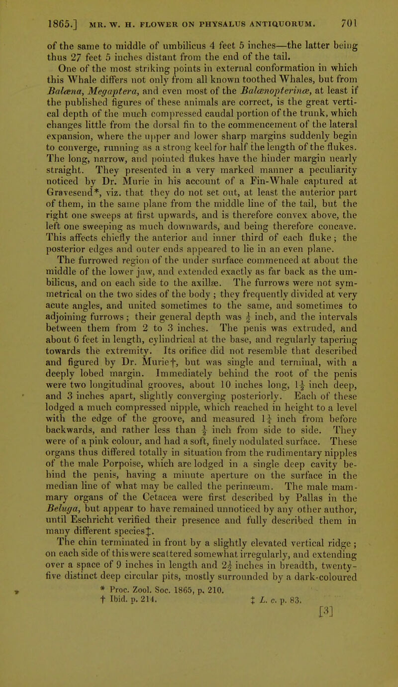of the same to middle of umbilicus 4 feet 5 inches—the latter being thus 27 feet 5 inches distant from the end of the tail. One of the most striking points in external conformation in which this Whale differs not only from all known toothed Whales, but from Baleena, Megaptera, and even most of the Balcenoptevince, at least if the published figures of these animals are correct, is the great verti- cal depth of the mujch com]n-essed caudal portion of the trunk, which changes little from the dorsal fin to the commencement of the lateral expansion, where the upper and lower sharp margins suddenly begin to converge, running as a strong keel for half the length of the flukes. The long, narrow, and pointed flukes have the hinder margin nearly straight. They presented in a very marked manner a peculiarity noticed by Dr. Murie in his account of a Fin-Whale captured at Gravesend*, viz. that they do not set out, at least the anterior part of them, in the same plane from the middle line of the tail, but the right one sweeps at first upwards, and is therefore convex above, the left one sweeping as much downwards, and being therefore concave. This affects chiefly the anterior and inner third of each fluke; the posterior edges and outer ends appeared to lie in an even plane. The furrowed region of the under surface commenced at about the middle of the lower jaw, and extended exactly as far back as the um- bilicus, and on each side to the axillae. The furrows were not sym- metrical on the two sides of the body ; they frequently divided at very acute angles, and united sometimes to the same, and sometimes to adjoining furrows; their general depth was | inch, and the intervals between them from 2 to 3 inches. The penis was extruded, and about 6 feet in length, cylindrical at the base, and regularly tapering towards the extremity. Its orifice did not resemble that described and figured by Dr. Murief, but was single and terminal, with a deeply lobed margin. Immediately behind the root of the penis were two longitudinal grooves, about 10 inches long, inch deep, and 3 inches apart, slightly converging posteriorly. Each of these lodged a much compressed nipple, which reached in height to a level with the edge of the groove, and measured 1^ inch from before backwards, and rather less than \ inch from side to side. They were of a pink colour, and had a soft, finely nodulated surface. These organs thus differed totally in situation from the rudimentary nipples of the male Porpoise, which are lodged in a single deep cavity be- hind the penis, having a minute aperture on the surface in the median line of what may be called the perinseum. The male mam- mary organs of the Cetacea were first described by Pallas in the Beluga, but appear to have remained unnoticed by any other author, until Eschricht verified their presence and fully described them in many different speciesj. The chin terminated in front by a slightly elevated vertical ridge ; on each side of thiswere scattered somewhat irregularly, and extending over a space of 9 inches in length and 2| inches in breadth, twenty- five distinct deep circular pits, mostly surrounded by a dark-coloured * Proc. Zool. Soc. 1865, p. 210. t Ibid. p. 214. + L. c. p. 83.