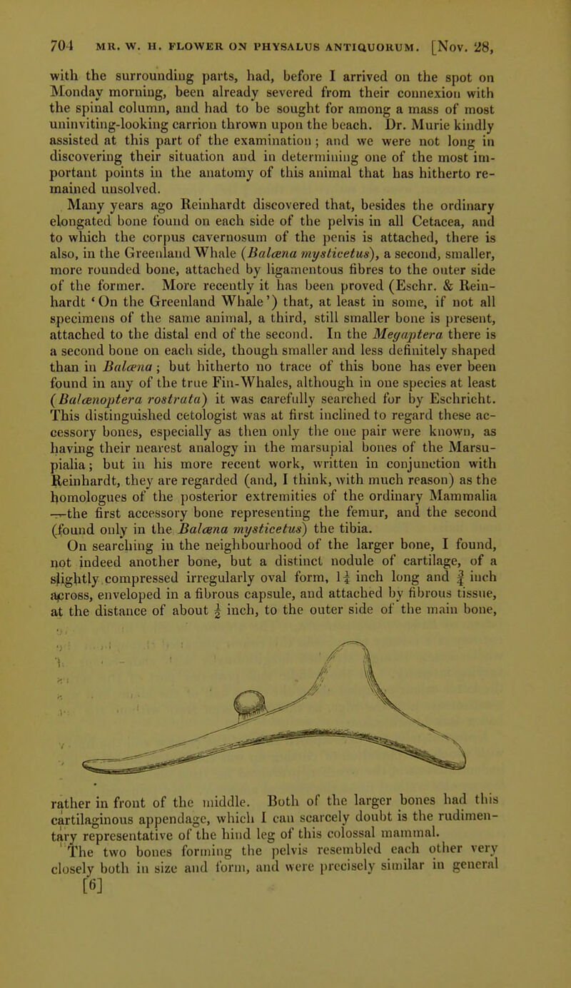 with the surroundiug parts, had, before I arrived on the spot on Monday morning, been already severed from their connexion with the spinal column, and had to be sought for among a mass of most uninviting-looking carrion thrown upon the beach. Dr. Murie kindly assisted at this part of the examination ; and we were not long in discovering their situation and in deterniiuing one of the most im- portant points in the anatomy of this animal that has hitherto re- mained unsolved. Many years ago Reinhardt discovered that, besides the ordinary elongated bone found on each side of the pelvis in all Cetacea, and to which the corpus cavernosum of the penis is attached, there is also, in the Greenland Whale (Balcsna myslicetus), a second, smaller, more rounded bone, attached by ligamentous fibres to the outer side of the former. More recently it has been proved (Eschr. & Rein- hardt 'On the Greenland Whale') that, at least in some, if not all specimens of the same animal, a third, still smaller bone is present, attached to the distal end of the second. In the Megaptera. there is a second bone on each side, though smaller and less definitely shaped than in Balcena; but hitherto no trace of this bone has ever been found in any of the true Fin-Whales, although in one species at least (Balce)iojjtera rostrata) it was carefully searched for by Eschricht. This distinguished cetologist was at first inclined to regard these ac- cessory bones, especially as then only the one pair were known, as having their nearest analogy in the marsupial bones of the Marsu- pialia; but in his more recent work, written in conjunction with Reinhardt, they are regarded (and, I think, with much reason) as the homologucs of the posterior extremities of the ordinary Mammalia -T^the first accessory bone representing the femur, and the second (found only in the Balcena mysticetus) the tibia. On searching in the neighbourhood of the larger bone, I found, not indeed another bone, but a distinct nodule of cartilage, of a sjiightly compressed irregularly oval form, \\ inch long and | inch apross, enveloped in a fibrous capsule, and attached by fibrous tissue, at the distance of about | inch, to the outer side of the main bone, rather in front of the middle. Both of the larger bones had this cartilaginous appendage, which I can scarcely doubt is the rudimen- tary representative of the hind leg of this colossal mammal. The two bones forming the pelvis resembled each other very closely both in size and form, and were precisely similar in general [6]