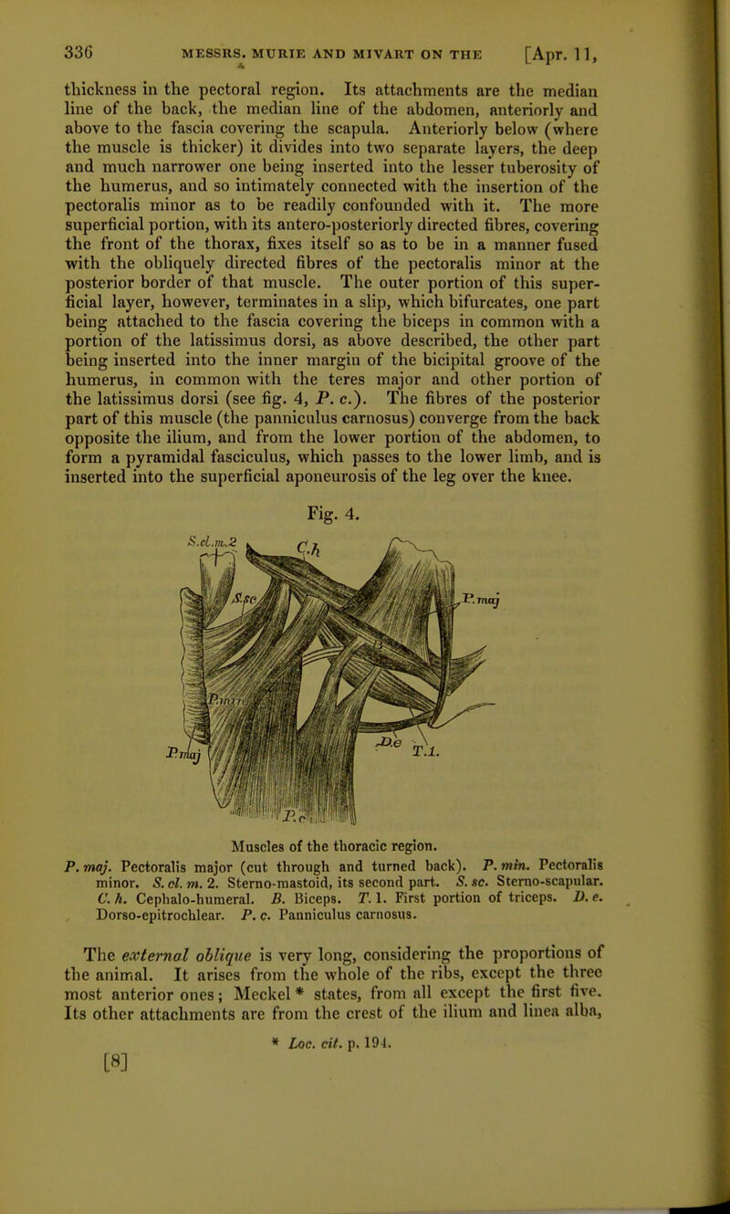 thickness in the pectoral region. Its attachments are the median line of the back, the median line of the abdomen, anteriorly and above to the fascia covering the scapula. Anteriorly below (where the muscle is thicker) it divides into two separate layers, the deep and much narrower one being inserted into the lesser tuberosity of the humerus, and so intimately connected with the insertion of the pectoralis minor as to be readily confounded with it. The more superficial portion, with its antero-posteriorly directed fibres, covering the front of the thorax, fixes itself so as to be in a manner fused with the obliquely directed fibres of the pectoralis minor at the posterior border of that muscle. The outer portion of this super- ficial layer, however, terminates in a slip, which bifurcates, one part being attached to the fascia covering the biceps in common with a portion of the latissimus dorsi, as above described, the other part being inserted into the inner margin of the bicipital groove of the humerus, in common with the teres major and other portion of the latissimus dorsi (see fig. 4, P. c). The fibres of the posterior part of this muscle (the panniculus carnosus) converge from the back opposite the ilium, and from the lower portion of the abdomen, to form a pyramidal fasciculus, which passes to the lower limb, and is inserted into the superficial aponeurosis of the leg over the knee. Fig. 4. Muscles of the thoracic region. P. maj. Pectoralis major (cut through and turned back). P. mm. Pectoralis minor. S. cl. m. 2. Sterno-mastoid, its second part. 5. sc. Sterno-scapular. C. h. Cephalo-humeral. B. Biceps. T. 1. First portion of triceps. D. e. Dorso-epitrochlear. P. c. Panniculus carnosus. The external oblique is very long, considering the proportions of the animal. It arises from the whole of the ribs, except the three most anterior ones; Meckel * states, from all except the first five. Its other attachments are from the crest of the ilium and linea alba, [8]