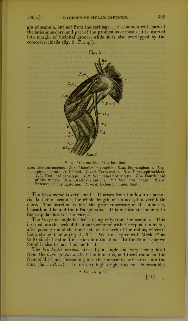 gin of scapula, but not from the cartilage. In common with part of the latissimus dorsi and part of the panniculus carnosus, it is inserted into margin of bicipital groove, while it is also overlapped by the coraco-brachialis (fig. 5, T. maj.). Fig. 5. View of the outside of the fore limb. S. m. Serratus magnus. R. c. Rhomboideus capitis. S.sp. Supra-spinatus. I.sp. Infra-spinatus. D. Deltoid. T. maj. Teres major. D. e. Dorso-epitrochlear. T. 1. First bead of triceps. T. 2. Second head of triceps. T. 4. Fourth bead of the triceps. B. a. Brachialis anticus. S. I. Supinator longus. E. I. d. Extensor longus digitorum. E. m. d. Extensor minimi digiti. The teres minor is very small. It arises from the lower or poste- rior border of scapula, the whole length of its neck, but very little more. The insertion is into the great tuberosity of the humerus, beneath and behind the infra-spinatus. It is in intimate union with the scapular head of the triceps. The biceps is single-headed, arising only from the scapula. It is inserted into the neck of the ulna in common with the cephalo-humeral, after passing round the inner side of the neck of the radius, where it has a strong tendon (fig. 4, B.). We thus agree with Meckel* as to its single head and insertion into the ulna. In the Guinea-pig we found it also to have but one head. The brachialis anticus arises by a single and very strong head from the back of the neck of the humerus, and turns round to the front of the bone, descending into the forearm to be inserted into the ulna (fig. 5, B. a.). In its very high origin this muscle resembles * Loc. cit. p. 286. Ill]