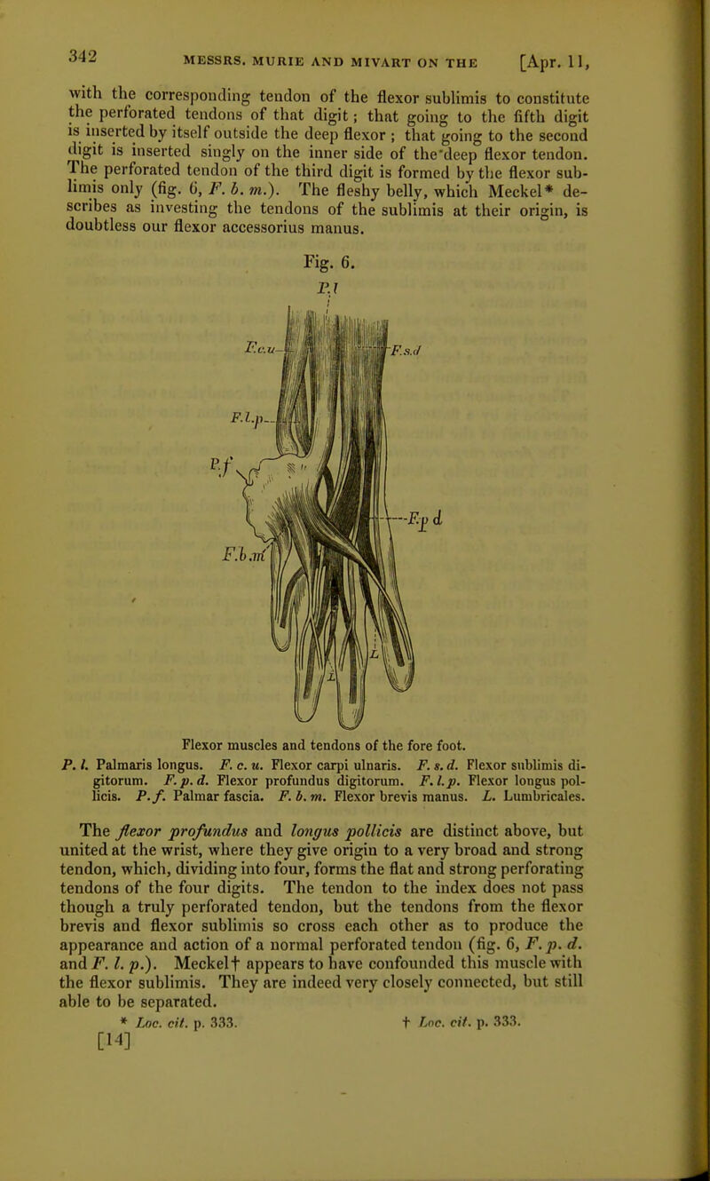 with the corresponding tendon of the flexor sublimis to constitute the perforated tendons of that digit; that going to the fifth digit is inserted by itself outside the deep flexor ; that going to the second digit is inserted singly on the inner side of the'deep flexor tendon. The perforated tendon of the third digit is formed by the flexor sub- limis only (fig. 6, F. b. m.). The fleshy belly, which Meckel* de- scribes as investing the tendons of the sublimis at their origin, is doubtless our flexor accessorius manus. Fig. 6. PI Flexor muscles and tendons of the fore foot. P. /. Palmaris longus. F. c. u. Flexor carpi ulnaris. F. s. d. Flexor sublimis di- gitorum. F.p.d. Flexor profundus digitorum. F.l.p. Flexor longus pol- licis. P.f. Palmar fascia. F. b. m. Flexor brevis manus. L. Lumbricales. The flexor profundus and longus pollicis are distinct above, but united at the wrist, where they give origin to a very broad and strong tendon, which, dividing into four, forms the flat and strong perforating tendons of the four digits. The tendon to the index does not pass though a truly perforated tendon, but the tendons from the flexor brevis and flexor sublimis so cross each other as to produce the appearance and action of a normal perforated tendon (fig. 6, F.p. d. and F. I. p.). Meckelf appears to have confounded this muscle with the flexor sublimis. They are indeed very closely connected, but still able to be separated. * Loc. cit. p. 333. t Inc. cit. p. 333. [14]