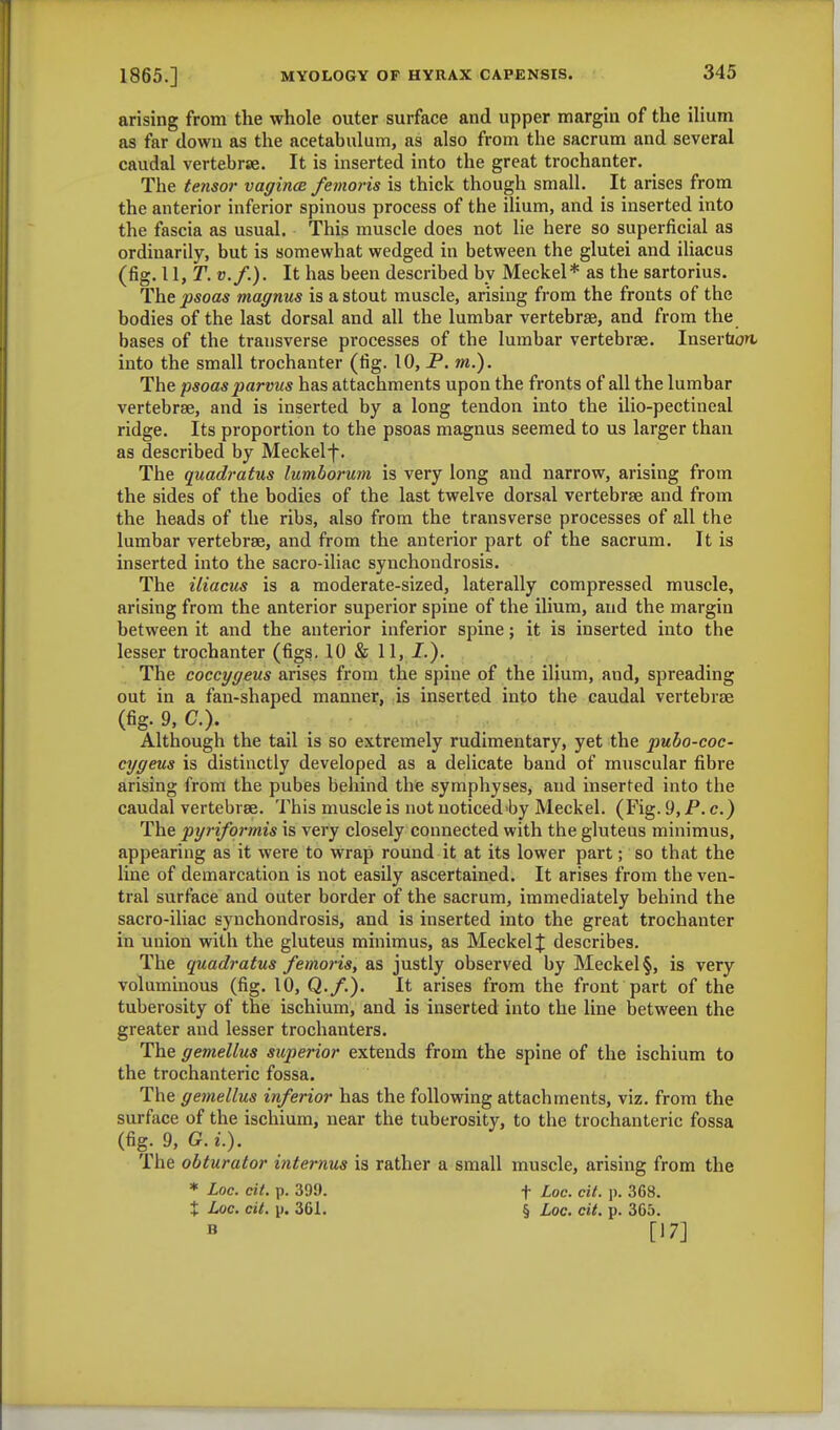 arising from the whole outer surface and upper margin of the ilium as far down as the acetabulum, as also from the sacrum and several caudal vertebrae. It is inserted into the great trochanter. The tensor vagina femoris is thick though small. It arises from the anterior inferior spinous process of the ilium, and is inserted into the fascia as usual. This muscle does not lie here so superficial as ordinarily, but is somewhat wedged in between the glutei and iliacus (fig. 11, T. v.f.). It has been described by Meckel* as the sartorius. The psoas magnus is a stout muscle, arising from the fronts of the bodies of the last dorsal and all the lumbar vertebrae, and from the bases of the transverse processes of the lumbar vertebrae. Insertion, into the small trochanter (fig. 10, P. m.). The psoas parvus has attachments upon the fronts of all the lumbar vertebrae, and is inserted by a long tendon into the ilio-pectineal ridge. Its proportion to the psoas magnus seemed to us larger than as described by Meckelf. The quadratus lumborum is very long and narrow, arising from the sides of the bodies of the last twelve dorsal vertebrae and from the heads of the ribs, also from the transverse processes of all the lumbar vertebrae, and from the anterior part of the sacrum. It is inserted into the sacro-iliac synchondrosis. The iliacus is a moderate-sized, laterally compressed muscle, arising from the anterior superior spine of the ilium, and the margin between it and the anterior inferior spine; it is inserted into the lesser trochanter (figs. 10 & 11, I.). The coccygeus arises from the spine of the ilium, and, spreading out in a fan-shaped manner, is inserted into the caudal vertebrae (fig.9,C). Although the tail is so extremely rudimentary, yet the pubo-coc- cygeus is distinctly developed as a delicate band of muscular fibre arising from the pubes behind the symphyses, and inserted into the caudal vertebrae. This muscle is not noticed hy Meckel. (Fig. 9, P. c.) The pyriformis is very closely connected with the gluteus minimus, appearing as it were to wrap round it at its lower part; so that the line of demarcation is not easily ascertained. It arises from the ven- tral surface and outer border of the sacrum, immediately behind the sacro-iliac synchondrosis, and is inserted into the great trochanter in union with the gluteus minimus, as Meckel J describes. The quadratus femoris, as justly observed by Meckel §, is very voluminous (fig. 10, Q.f.). It arises from the front part of the tuberosity of the ischium, and is inserted into the line between the greater and lesser trochanters. The gemellus superior extends from the spine of the ischium to the trochanteric fossa. The gemellus inferior has the following attachments, viz. from the surface of the ischium, near the tuberosity, to the trochanteric fossa (fig. 9, G.L). The obturator internus is rather a small muscle, arising from the * Loc. cit. p. 399. f Loc. cit. p. 368. % Loc. cit. p. 361. § Loc. cit. p. 365. [17]