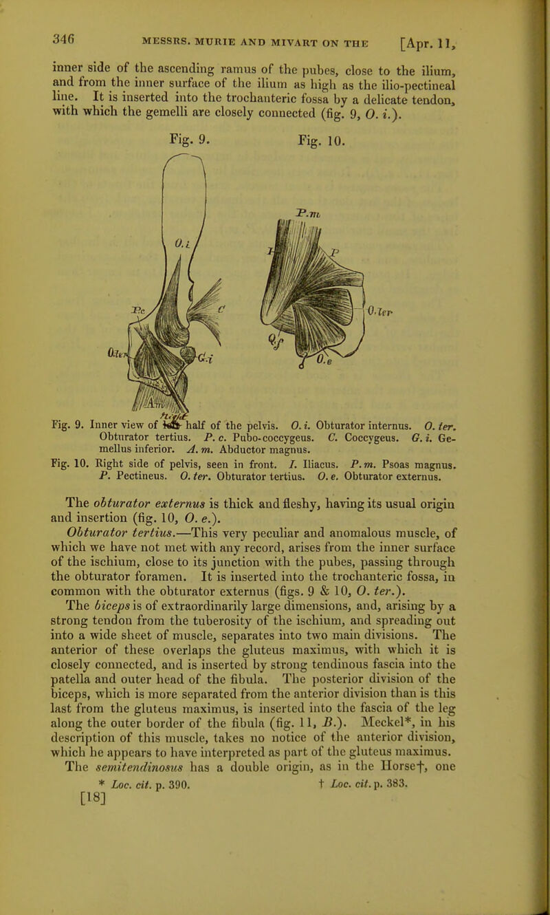 inner side of the ascending ramus of the pubes, close to the ilium, and from the inner surface of the ilium as high as the ilio-pectineal line. It is inserted into the trochanteric fossa by a delicate tendon, with which the gemelli are closely connected (fig. 9, O. i.). Fig. 9. Fig. 10. Fig. 9. Inner view of fe& half of the pelvis. 0. i. Ohturator interims. 0. ter. Obturator tertius. P. c. Pubo-coccygeus. C. Coccygeus. G. i. Ge- mellus inferior. A. m. Abductor magnus. Fig. 10. Right side of pelvis, seen in front. I. Iliacus. P.m. Psoas magnus. P. Pectineus. 0. ter. Obturator tertius. 0. e. Obturator externus. The obturator externus is thick and fleshy, having its usual origin and insertion (fig. 10, O. e.). Obturator tertius.—This very peculiar and anomalous muscle, of which we have not met with any record, arises from the inner surface of the ischium, close to its junction with the pubes, passing through the obturator foramen. It is inserted into the trochanteric fossa, in common with the obturator externus (figs. 9 & 10, O. ter.). The biceps is of extraordinarily large dimensions, and, arising by a strong tendon from the tuberosity of the ischium, and spreading out into a wide sheet of muscle, separates into two main divisions. The anterior of these overlaps the gluteus maximus, with which it is closely connected, and is inserted by strong tendinous fascia into the patella and outer head of the fibula. The posterior division of the biceps, which is more separated from the anterior division than is this last from the gluteus maximus, is inserted into the fascia of the leg along the outer border of the fibula (fig. 11, B.). Meckel*, in his description of this muscle, takes no notice of the anterior division, which he appears to have interpreted as part of the gluteus maximus. The semitendinosus has a double origin, as in the Horsef, one * Loe. cit. p. 390. t Loc. cit. p. 383. [18]