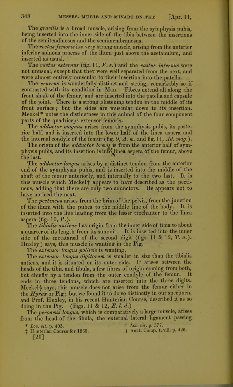 The gracilis is a broad muscle, arising from the symphysis pubis, being inserted into the inner side of the tibia between the insertions of the semitendinosus and the semimembranosus. The rectus femoris is a very strong muscle, arising from the anterior inferior spinous process of the ilium just above the acetabulum, and inserted as usual. The vastus externus (fig. \ \,V. e.) and the vastus interims were not unusual, except that they were well separated from the next, and were almost entirely muscular to their insertion into the patella. The crureus is wonderfully distinct and strong, remarkably so if contrasted with its condition in Man. Fibres extend all along the front shaft of the femur, and are inserted into the patella and capsule of the joint. There is a strong glistening tendon in the middle of its front surface; but the sides are muscular down to its insertion. Meckel* notes the distinctness in this animal of the four component parts of the quadriceps extensor femoris. The adductor magnus arises from the symphysis pubis, its poste- rior half, and is inserted into the lower half of the linea aspera and the internal condyle of the femur (fig. 9, A. m. and fig. 11, Ad. mag.). The origin of the adductor brevis is from the anterior half of sym- physis pubis, and its insertion is infoMinea aspera of the femur, above the last. The adductor longus arises by a distinct tendon from the anterior end of the symphysis pubis, and is inserted into the middle of the shaft of the femur anteriorly, and internally to the two last. It is this muscle which Meckelf appears to have described as the pecti- neus, adding that there are only two adductors. He appears not to have noticed the next. The pectineus arises from the brim of the pelvis, from the junction of the ilium with the pubes to the middle line of the body. It is inserted into the line leading from the lesser trochanter to the linea aspera (fig. 10, P.). The tibialis anticus has origin from the inner side of tibia to about a quarter of its length from its summit. It is inserted into the inner side of the metatarsal of the second digit (figs. 11 & 12, T. a.). Huxley| says, this muscle is wanting in the Pig. The extensor longus pollicis is wanting. The extensor longus digitorum is smaller in size than the tibialis anticus, and it is situated on its outer side. It arises between the heads of the tibia and fibula, a few fibres of origin coming from both, but chiefly by a tendon from the outer condyle of the femur. It ends in three tendons, which are inserted into the three digits. Meckel § says, this muscle does not arise from the femur either in the Hyrax or Pig ; but we found it to do so distinctly in our specimen, and Prof. Huxley, in his recent Hunterian Course, described it as so doing in the Pig. (Figs. 11 & 12, E. I. d.) The peroneus longus, which is comparatively a large muscle, arises from the head of the fibula, the external lateral ligament passing * hoc. ext. p. 403. t Loc. cit. p. 377. X Hunterian Course for 18C5. § Anat. Comp. t. viii. p. 426. [20]
