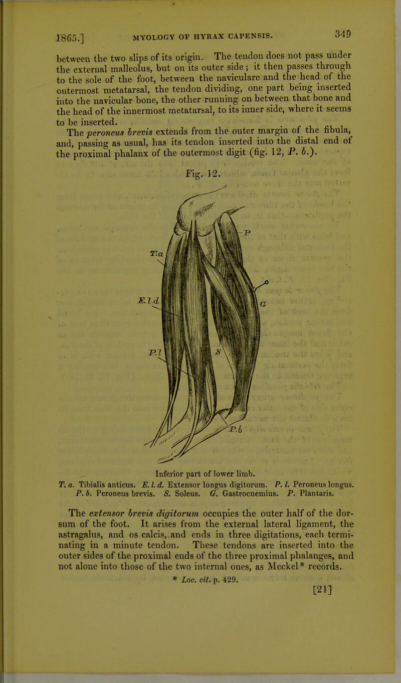 between the two slips of its origin. The tendon does not pass under the external malleolus, but on its outer side; it then passes through to the sole of the foot, between the naviculare and the head of the outermost metatarsal, the tendon dividing, one part being inserted into the navicular bone, the other running on between that bone and the head of the innermost metatarsal, to its inner side, where it seems to be inserted. The peroneus brevis extends from the outer margin of the fibula, and, passing as usual, has its tendon inserted into the distal end of the proximal phalanx of the outermost digit (fig. 12, P. b.). Fig. 12. Inferior part of lower limb. T. a. Tibialis anticus. E. I. d. Extensor longus digitorum. P. /. Peroneus longus. P. b. Peroneus brevis. & Soleus. G. Gastrocnemius. P. Plantaris. The extensor brevis digitorum occupies the outer half of the dor- sum of the foot. It arises from the external lateral ligament, the astragalus, and os calcis, and ends in three digitations, each termi- nating in a minute tendon. These tendons are inserted into the outer sides of the proximal ends of the three proximal phalanges, and not alone into those of the two internal ones, as Meckel* records. * Loc. cit. p. 429. [21]