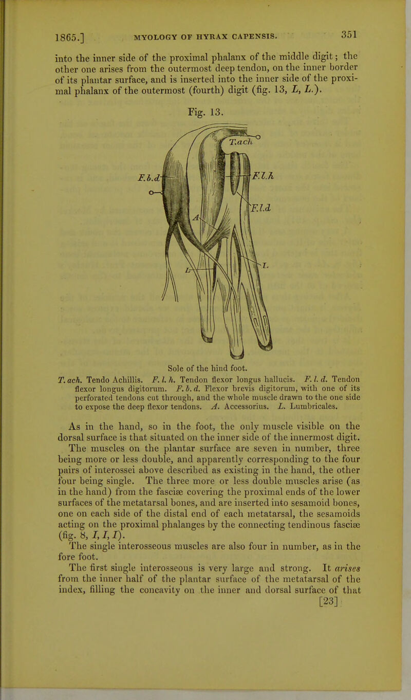 into the inner side of the proximal phalanx of the middle digit; the other one arises from the outermost deep tendon, on the inner border of its plantar surface, and is inserted into the inner side of the proxi- mal phalanx of the outermost (fourth) digit (fig. 13, L, L.). Fig. 13. Sole of the hind foot. T. ach. Tendo Achillis. F. I. h. Tendon flexor longus hallucis. F. I. d. Tendon flexor longus digitorum. F.b.d. Flexor brevis digitoruro, with one of its perforated tendons cut through, and the whole muscle drawn to the one side to expose the deep flexor tendons. A. Accessorius. L. Lumbiicales. As in the hand, so in the foot, the only muscle visible on the dorsal surface is that situated on the inner side of the innermost digit. The muscles on the plantar surface are seven in number, three being more or less double, and apparently corresponding to the four pairs of interossei above described as existing in the hand, the other four being single. The three more or less double muscles arise (as in the hand) from the fasciae covering the proximal ends of the lower surfaces of the metatarsal bones, and are inserted into sesamoid bones, one on each side of the distal end of each metatarsal, the sesamoids acting on the proximal phalanges by the connecting tendinous fasciae (fig. 8, I, I, I). The single interosseous muscles are also four in number, as in the fore foot. The first single interosseous is very large and strong. It arises from the inner half of the plantar surface of the metatarsal of the index, filling the concavity on the inner and dorsal surface of that [23] ■