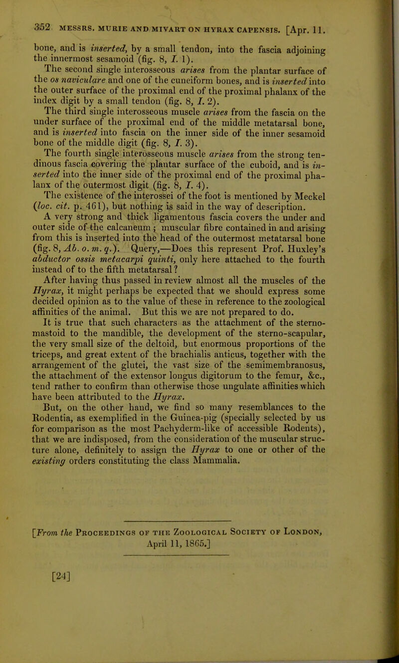 bone, and is inserted, by a small tendon, into the fascia adjoining the innermost sesamoid (fig. 8, J. 1). The second single interosseous arises from the plantar surface of the os naviculare and one of the cuneiform bones, and is inserted into the outer surface of the proximal end of the proximal phalanx of the index digit by a small tendon (fig. 8, I. 2). The third single interosseous muscle arises from the fascia on the under surface of the proximal end of the middle metatarsal bone, and is inserted into fascia on the inner side of the inner sesamoid bone of the middle digit (fig. 8, J. 3). ^ The fourth single interosseous muscle arises from the strong ten- dinous fascia covering the plantar surface of the cuboid, and is in- serted into the inner side of the proximal end of the proximal pha- lanx of the outermost digit (fig. 8, I. 4). The existence of the interossei of the foot is mentioned by Meckel (Joe. cit. p. 4G1), but nothing is said in the way of description. A very strong and thick ligamentous fascia covers the under and outer side of the calcaneum ; muscular fibre contained in and arising from this is inserted into the head of the outermost metatarsal bone (fig. 8, Ab. o. m. q.). Query,—Does this represent Prof. Huxley's abductor ossis metacarpi quinti, only here attached to the fourth instead of to the fifth metatarsal ? After having thus passed in review almost all the muscles of the Hyrax, it might perhaps be expected that we should express some decided opinion as to the value of these in reference to the zoological affinities of the animal. But this we are not prepared to do. It is true that such characters as the attachment of the sterno- mastoid to the mandible, the development of the sterno-scapular, the very small size of the deltoid, but enormous proportions of the triceps, and great extent of the brachialis anticus, together with the arrangement of the glutei, the vast size of the semimembranosus, the attachment of the extensor longus digitorum to the femur, &c, tend rather to confirm than otherwise those ungulate affinities which have been attributed to the Hyrax. But, on the other hand, we find so many resemblances to the Rodentia, as exemplified in the Guinea-pig (specially selected by us for comparison as the most Pachyderm-like of accessible Rodents), that we are indisposed, from the consideration of the muscular struc- ture alone, definitely to assign the Hyrax to one or other of the existing orders constituting the class Mammalia. [From the Proceedings of the Zoological Society of London, April 11, 1865.] [24]
