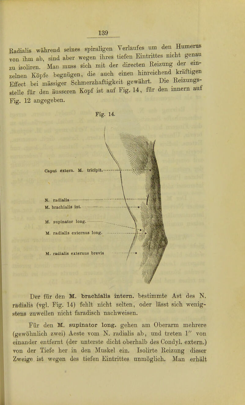 Radialis während seines spiraligen Verlaufes um den Humems von ihm ab, sind aber wegen ihres tiefen Eintrittes nicht genau zu isoliren. Man muss sich mit der directen Reizung der ein- zelnen Köpfe begnügen, die auch einen hinreichend kräftigen Effect bei mässiger Schmerzhaftigkeit gewährt. Die Reizungs- stelle für den äusseren Kopf ist auf Fig. 14, für den innern aut Fig. 12 angegeben. Fig. 14. Caput extern. M. triclpit. XV—« N. radialis • . . . V cSM M. brachlalis int. • M. supinator long. Ulf M. radialis extemus long. ~M~~^ M. radialis externus brevis AHM 4 Der für den M. brachialis intern, bestimmte Ast des N. radialis (vgl. Fig. 14) fehlt nicht selten, oder lässt sich wenig- stens zuweilen nicht faradisch nachweisen. Für den M. supinator long, gehen am Oberarm mehrere (gewöhnlich zwei) Aeste vom N. radialis ab, und treten 1 von einander entfernt (der unterste dicht oberhalb des Condyl. extern.) von der Tiefe her in den Muskel ein. Isolirte Reizung dieser Zweige ist wegen des tiefen Eintrittes unmöglich. Man erhält