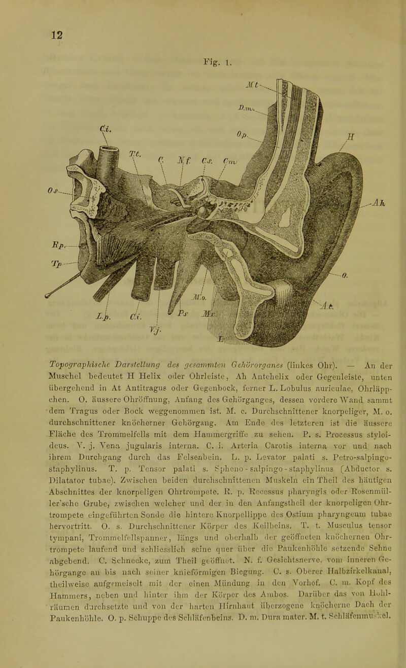 Fig. l. Tojpographüclic DarsicUung des gcsammten Gthürorganes (linkes Ohr). — An der Muschel bedeutet H Helix oder Ohrleiste, Ah Anteheli.ic oder Gegenleiste, unttn übergehend in At Autitragus oder Gegenbock, ferner L. Lobulus auriculae, Ohrläpp- chen. O. äussere Ohrölfnung, Anfang des Gehürgangcs, dessen vordere Wand sanirat dem Tragus oder Bock weggenommen ist. M. c. Durchschnittener knorpeliger, M. o. durchschnittener knöcherner Gehörgang. .Arn Ende <1('3 letzteren ist die äussere Fläche des Trommelfells mit dem Hammergriffe zu sehen. P. s. Processus stjdoi- deus. Y, j. Vena jugularis interna. C. i. Artcria Carotis interna vor und nach ihrem Durchgang durch das Felsenbein. L. p. Levator palati s. Petro-salpingu- staphylinus. T. p. Tensor palati s. Spheiio - salpingo - staphyliaus (Abductor s. l^ilatator tubae). Zwischen beiden durchschnittenen Muskeln ein Theil des häutigen Abschnittes der knorpeligen Ohrtrompete. R. p. Recessus pharj-ngis oder Rosenmül- ler'schc Grube, zwischen welcher und der in den Anfaugsthcil der knorpeligen Ohr- trompete eingeführten Sonde die hintere Knorpellippc des Ostium pharyngeuui tubae hervortritt. O. s. Durchschnittener Körper des Keilbeins. T. t. Musculus tensor tympani, Trommoifcllspanner, längs und oberhalb der geöffneten knöchernen Ohr- trompete laufend und schliesslich seine quer über die Paukenhöhle setzende Sehne abgebend. C. Schnecke, zum Theil geötluet. N. f. Gesichtsnerve, vom inneren Ge- hörgange an l)is nach seiner knieförmigcn Biegung. C. s. Oberer Halbzirkelkanal, theihveisc aufgf-meiselt mit der einen Mündung in den Yorhof. C. m. Kopf des Hammers, neben uml hinter ihm der Körper des Ambos. Darüber das von Uuhl- räumcn durchsetzte und von der hurten Hirnhaut überzogene knöcherne Dach der Paukenhölile. O. p. Schuppe des Schläfenbeins. D. ni. Dura matcr. M. t. .«chläfenmuslcel.