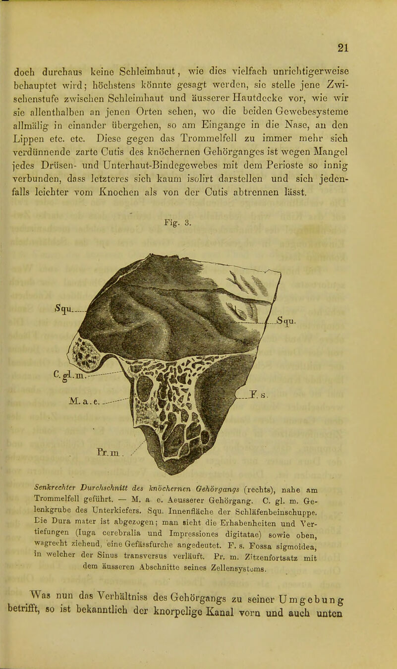 doch durchaus keine Schleimhaut, wie dies vielfach unrichtigerweise behauptet wird; höchstens könnte gesagt werden, sie stelle jene Zwi- schenstufe zwischen Schleimhaut und äusserer Hautdecke vor, wie wir sie allenthalben an jenen Orten sehen, wo die beiden Gewebesysteme allmälig in einander übergehen, so am Eingange in die Nase, au den Lippen etc. etc. Diese gegen das Trommelfell zu immer mehr sich verdünnende zarte Cutis des knöchernen Gehörganges ist wegen Mangel jedes Drüsen- und Unterhaut-Bindegewebes mit dem Perioste so innig verbunden, dass letzteres sich kaum isolirt darstellen und sich jeden- falls leichter vom Knochen als von der Cutis abtrennen lüsst. Fig. 3. Senkrechter Durchschnitt des knöchernen Qehörgangs (rechts), nahe am Trommelfell geführt. — M. a. e. Aeusserer Gehörgang. C. gl. m. Ge- lenkgrube des Unterkiefers. Squ. Innenfläche der Schläfenbeinschuppe. Eie Dura mater ist abgezogen; man sieht die Erhabenheiten und Ver- tiefungen (luga cerebralia und Impressiones digitatae) sowie oben, wagrecht ziehend, eine Gefilssfurche angedeutet. F. s. Fossa sigmoidea, in welcher der Sinus transversus verläuft. Pr. m. Zitzenfortsatz mit dem äusseren Abschnitte seines Zellensystums. Was nun das Verhältniss des Gehörgangs zu seiner Umgcbung betrifft, so ist bekanntlich der knorpelige Kanal vorn und auch unten