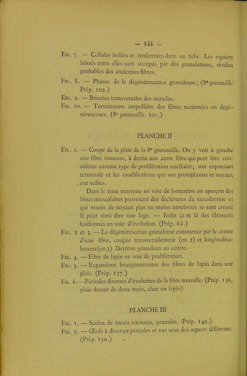 FiG. 7- — Cellules isolées et renfermées dans un tube. Les espaces laissés entre elles sont occupés par des granulations, résidus probables des anciennes fibres. FiG. 8. — Phases de la dégénérescence granuleuse; (8«grenouille Prép. 102.) EiG. 9, — Brisures transversales des muscles. FiG. 10. — Terminaison ampuUaire des fibres sectionées en dégé- nérescence. (8= grenouille. loi.) PLANCHE II FiG, I. — Coupe de la plaie de la 8® grenouille. On y voit à gauche une fibre sinueuse, à droite une autre fibre qui peut être con- sidérée comme type de prolifération nucléaire; son expansion terminale et les modifications que son protoplasma et noyaux .ont subies. Dans le tissu nouveau en voie de formation on aperçoit des blocs musculaires provenant des déchirures du sarcolemme et qui munis de noyaux plus ou moins nombreux se sont creusé là pour ainsi dire une loge. — Enfin ça ej: là des éléments fusiformes en voie d'évolution. (Prép. 62.) FiG. 2 et 3.—La dégénérescence granuleuse commence par le centre d'une fibre, coupée transversalement (en 2) et longitudina- lement(en3). Détritus granuleux au centre. FiG. 4. — Fibre de lapin en voie de prolifération. PiG_ 5. —Expansions bourgeonnantes des fibres de lapin dans une plaie. (Prép. 137.) FiG. 6.—Périodes diverses d'évolution de la fibre nouvelle. (Prép. 136, plaie datant de deux mois, chez un lapin). PLANCHE III FiG. I. — Scolex de tœnia cœnurus, granules. (Prép. 149.) FiG. 2. — Œufs à diverses périodes et vus sous des aspects différents. (Prép. 150.)