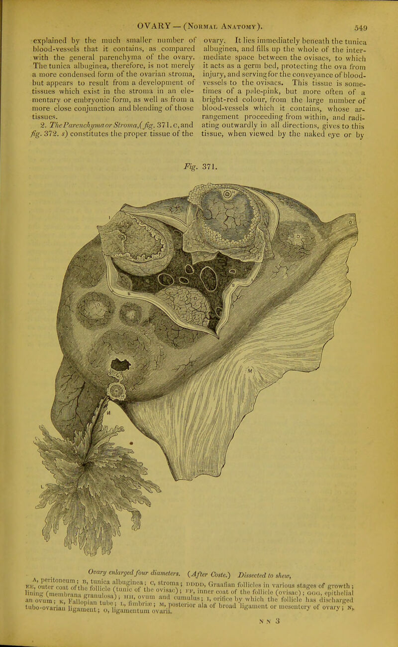 explained by tlie much smaller number of blooil-vessels that it contains, as compared with the general parenchyma of the ovary. The tunica albuginea, therefore, is not merely a more condensed form of the ovarian stroma, but appears to result from a development of tissues which exist in the stroma in an ele- mentary or embryonic form, as well as from a more close conjunction and blending of those tissues. 2. ThcPurowhi/mnorSlruma,{fig- 37].c,and fig. 372. s) constitutes tlie proper tissue of the ovary. It lies immediately beneath the tunica albuginea, and fdls up the whole of the inter- mediate space between the ovisacs, to which it acts as a germ bed, protecting the ova from injury, and serving for tlie conveyance of blood- vessels to the ovisacs. This tissue is some- times of a pale-pink, but more often of a bright-red colour, from the large niunber of blood-vessels which it contains, whose ar- rangement proceeding from within, and radi- ating outwardly in all directions, gives to this tissue, when viewed by the naked e3'e or by Fig. 371, Ovary enlarged four diameters. {After Coste.) Dissected to shew,