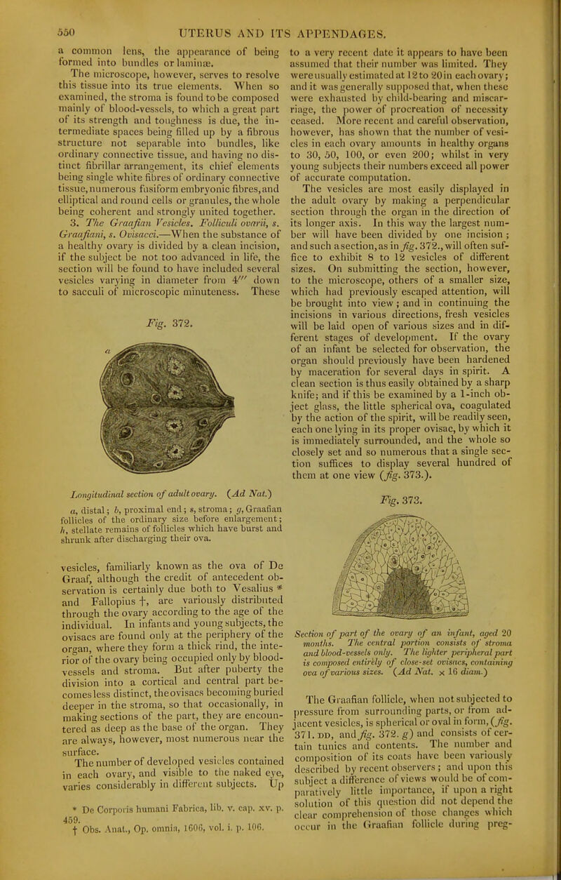 a common lens, the appearance of being formed into bundles or laminae. The microscope, however, serves to resolve this tissue into its true elements. When so examined, the stroma is found to be composed mainly of blood-vessels, to which a great part of its strength and toughness is due, the in- termediate spaces being filled up by a fibrous structure not separable into bundles, like ordinary connective tissue, and having no dis- tinct fibrillar arrangement, its chief elements being single white fibres of ordinary connective tissue.numerous fusiform embryonic fibres,and elliptical and round cells or granules, the whole being coherent and strongly united together. 3. The Graafian Vesicles. Folliculi ovarii, s. Graafiani, s. Ovisacci.—When the substance of a healthy ovary is divided by a clean incision, if the subject be not too advanced in life, the section will be found to have included several vesicles varying in diameter from 4' down to sacculi of microscopic minuteness. These Fig. 372. Longitudinal section of adult ovary. {Ad Nat.) a, distal; b, proximal end; s, stroma; g, GraaOan follicles of the ordinary size before enlargement; h, stellate remains of follicles which have burst and shrunk after discliarging their ova. vesicles, familiarly known as the ova of De Graaf, although the credit of antecedent ob- servation is certainly due both to Vesalius * and Fallopius f, are variously distributed through the ovary according to the age of the individual. In infants and young subjects, the ovisacs are found only at the periphery of the organ, where they form a thick rind, the inte- riol- of the ovary being occupied only by blood- vessels and stroma. But after puberty the division into a cortical and central part be- comes less distinct, theovisacs becoming buried deeper in the stroma, so that occasionally, in making sections of the part, they are encoun- tered as deep as the base of the organ. They are always, however, most numerous near the surface. The number of developed vesicles contained in each ovary, and visible to the naked eye, varies considerably in different subjects. Up * De Corporis humani Fabrica, lib. v. cap. xv. p. 459. t Obs. Anat., Op. omniii, 160G, vol. i. p. lOG. to a very recent date it appears to have been assumed that their number was limited. They wereusually estimated at 12 to 20 in each ovary; and it was generally supposed that, when these were exhausted by child-bearing and miscar- riage, the power of procreation of necessity ceased. More recent and careful observation, however, has shown that the number of vesi- cles in each ovary amounts in healthy organs to 30, 50, 100, or even 200; whilst in very young subjects their numbers exceed all power of accurate computation. The vesicles are most easily displayed in the adult ovary by making a perpendicular section through the organ in the direction of its longer axis. In this way the largest num- ber will have been divided by one incision ; and such a section, as in _/?g. 372., will often suf- fice to exhibit 8 to 12 vesicles of different sizes. On submitting the section, however, to the microscope, others of a smaller size, which had previously escaped attention, will be brought into view ; and in continuing the incisions in various directions, fresh vesicles will be laid open of various sizes and in dif- ferent stages of development. If the ovary of an infant be selected for observation, the organ should previously have been hardened by maceration for several days in spirit. A clean section is thus easily obtained by a sharp knife; and if this be examined by a 1-inch ob- ject glass, the little s|)herical ova, coagulated by the action of the spirit, will be readily seen, each one lying in its proper ovisac, by which it is immediately surrounded, and the whole so closely set and so numerous that a single sec- tion suffices to display several hundred of them at one view (Jig. 373.). Fig. 373. Section of ])art of the ovary of an infant, aged 20 months. The central portion co7isists of stroma and blood-vessels only. The lighter peripheral part is composed entirely of close-set ovisacs, containing ova of various sizes. (Ad Nat. x 16 diam.) The Graafian follicle, when not subjected to pressure from surrounding parts, or from ad- jacent vesicles, is spherical or oval in form, (fig. 371. DD, and fig. 372. g) and consists of cer- tain tunics and contents. The number and composition of its coats have been variously described by recent observers ; and upon this subject a difference of views would be of com- paratively little importance, if upon a right solution of this question did not depend the clear comprehension of those changes whicii occur in the (fraafian follicle during preg-