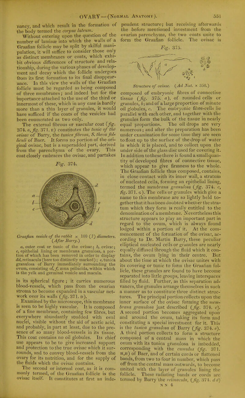 nancy, and which result in the body termed tlie corpus luteum. Without entering upon the question of the number of laminae into which the walls of a Graafian follicle mav be split by skilful mani- pulation, it will suffice to consider those only as distinct membranes or coats, which exhi- bit obvious differences of structure and rela- tionship, during the various ])hases of develop- ment and decay which the follicle undergoes from its first formation to its final disappear- ance. In this view the walls of the Graafian follicle must be regarded as being composed of three membranes; and indeed but for the importance attached to the use of the third or innermost of these, which in any case is hardly more than a thin layer of granules, it would have sufficed if the coats of the vesicles had been enumerated as two only. The external fibrous or vascular coat {fg. 374. a, jig. 371, e) constitutes the tunic of the ovisac of Barry, the tunica fibrosa, S. theca fol- licuH of Baer. It forms no portion of the ori- ginal ovisac, but is a superadded part, derived from the parenchyma of the ovary. This coat closely embraces the ovisac, and partakes Fig. 374. OVARY — (Normal Anatomy). the formation of pendent structure 551 Graafian vesicle of the rabbit x 100 ( ?) diameters. (^Afler Barry.) a, outer coat or tunic of the ovisac; b, ovisac; c, epithelial lining or membrana granulosa, a por- tion of which has been removed in order to display dd, retinacula (here too distinctly marked) ; e, tunica granulosa of Barry immediately surrounding the ovum, consisting of,/, zona pellucida, within which is the yelk and germinal vesicle and macula. in its spherical figure ; it carries numerous blood-vessels, which pass from the ovarian stroma to become expanded in a vascular net- work over its walls {fig. 371. d). Examined by the microscope, this membrane is seen to be highly vascular. It is composed of a fine membrane, containing few fibres, but everywhere abundantly studded with oval nuclei, visible without the aid of acetic acid, and probably, in part at least, due to the pre- sence of so many blood-vessels in its tissue. This coat contains no oil globules. Its chief use appears to be to give increased support and protection to the true ovisac which it sur- rounds, and to convey blood-vessels from the ovary for its nutrition, and for the supply of the fluids which the ovisac contains. The second or internal coat, as it is com- monly termed, of the Graafian fi)llicle is the ovisac itself. It constitutes at first an inde- but receiving afterwards the before mentioned investment from the ovarian parenchyma, the two coats unite to form the Graafian follicle. The ovisac is Structure of ovisac. {Ad Nat. x 350.) composed of embryonic fibres of connective tissue {fig. 375. a), of rounded cells or granules, 6; and of a large proportion of minute oil globules, c. The embryonic fibre-cells lie parallel with each other, and together with the granules form the bulk of the tissue in nearly equal proportions. The oil drops are very numerous; and after the preparation has been under examination for some time they are seen to float up to the surface of the drop of water in which it is placed, and to collect upon the under side of the glass disc used for covering it. In addition to these there is found a small quan- tity of developed fibres of connective tissue, which appear to give firmness to the whole. The Graafian follicle thus composed, contains, in close contact with its inner wall, a stratum of nucleated cells, forming an epithelial lining, termed the membrana granulosa {fig. 374-. c, fig. 371. g). The cells or gi'anules which give a name to this membrane are so lightly held to- gether that it has been doubted whetlier the stra- tum which they form is really entitled to the denomination of amembrane. JSTeverthelessthis structure a|)pears to play an important part in regard to the ovum, which is always found lodged within a portion of it. At the com- mencement of the formation of the ovisa':, ac- cording to Dr. Martin Barry, these peculiar elliptical nucleated cells or granules are nearly equally diffused through the fluid which it con- tains, the ovum lying in their centre. But about the time at which the ovisac unites witii its covering or tunic to form the Graafian fol- licle, these granules are found to have become separated into little groups, leaving interspaces filled by fluid. Further, as this separation ad- vances, the granules arrange themselves in such a manner as to constitute three distinct struc- tures. The principal portion collects upon the inner surface of the ovisac forming the vicm- brana granulosa just described {fg. 374. c). A second portion becomes aggregated upon and around the ovum, taking its form and constituting a special investment for it. This is the tunica granulosa of Bai'ry {fig. 374. e). A third portion collects to form a structure composed of a central mass in which the ovum with its tunica aranulosa is imbedded. 371. corresponding with the cumulus H,ii) of Baer, and of certain conls orflattened bands, from two to four in number, which pass off from the central mass outwards, to become united with the layer of granules lining the follicle. These radiating bauds or cords arc termed by Barry the rcLinaculti, {fig. 371. d d)