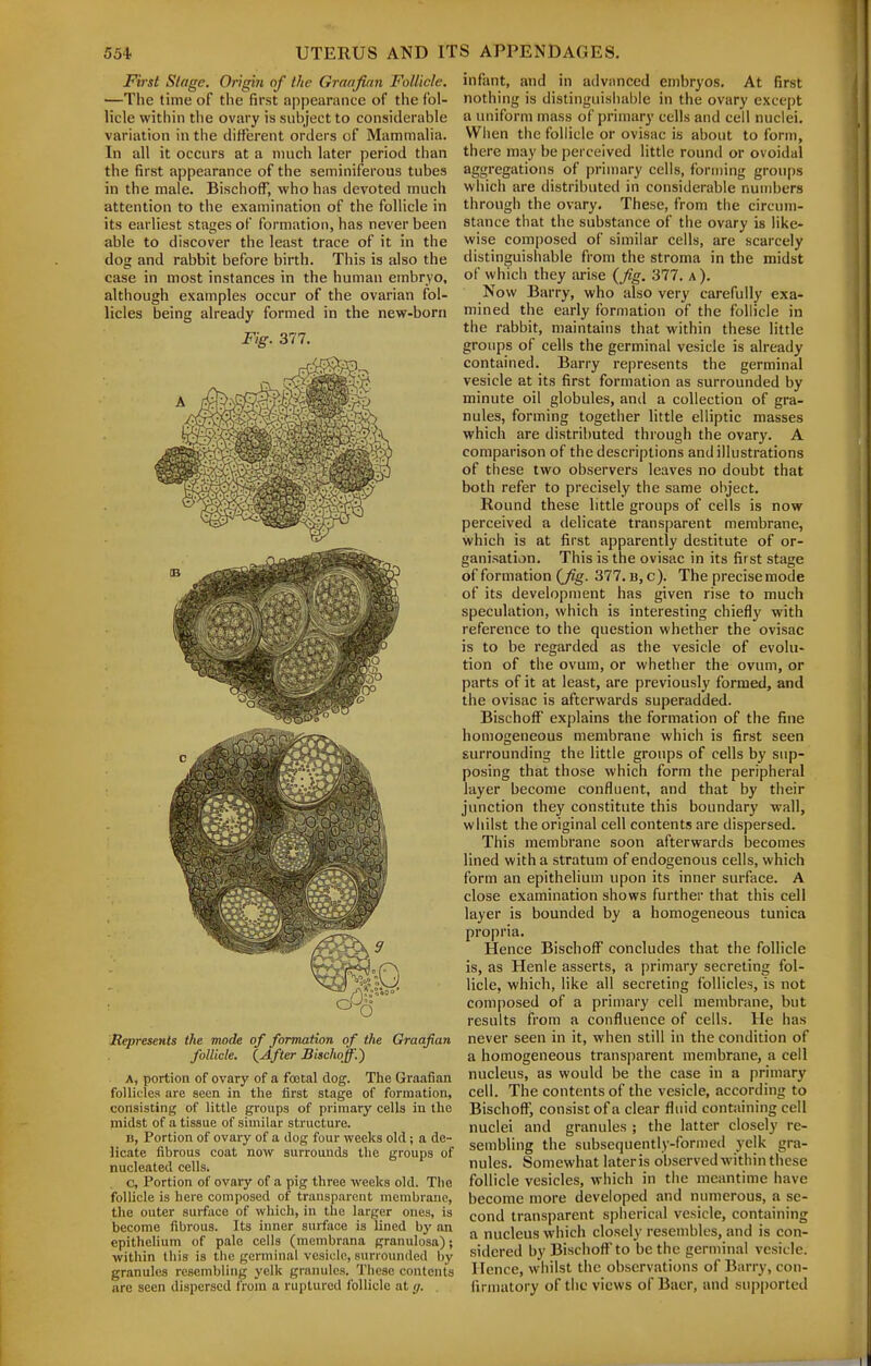 First Singe. Origin of the Graafian Follicle. —The time of the first appearance of the fol- licle within the ovary is subject to considerable variation in the different orders of Mammalia. In all it occurs at a much later period than the first appearance of the seminiferous tubes in the male. BischofF, who has devoted much attention to the examination of the follicle in its earliest stages of formation, has never been able to discover the least trace of it in the dog and rabbit before birth. This is also the case in most instances in the human embryo, although examples occur of the ovarian fol- licles being already formed in the new-born Fig. 377. Represents the mode of formation of ike Graafian foUiele. (After Bischoff.) ■ A, portion of ovary of a foetal dog. The Graafian follicles are seen in the first stage of formation, consisting of little groups of primary cells in the midst of a tissue of similar structure. B, Portion of ovary of a dog four weeks old; a de- licate fibrous coat now surrounds the groups of nucleated cells. c, Portion of ovary of a pig three weeks old. The follicle is here composed of transparent membrane, the outer surface of which, in the larger ones, is become fibrous. Its inner surface is lined by an epithelium of pale cells (membrana granulosa); within this is the germinal vesicle, surrounded by granules resembling yelk granules. These contents are seen dispersed from a ruptured follicle at g. infant, and in advanced embryos. At first nothing is distinguishable in the ovary except a uniform mass of primary cells and cell nuclei. When the follicle or ovisac is about to form, there may be perceived little round or ovoidal aggregations of primary cells, forming groups which are distributed in considerable numbers through the ovary. These, from the circum- stance that the substance of the ovary is like- wise composed of similar cells, are scarcely distinguishable from the stroma in the midst of which they arise (^Jig. 377. a ). Now Barry, who also very carefully exa- mined the early formation of the follicle in the rabbit, maintains that within these little groups of cells the germinal vesicle is already contained. Barry represents the germinal vesicle at its first formation as surrounded by minute oil globules, and a collection of gra- nules, forming togetiier little elliptic masses which are distributed through the ovary. A comparison of the descriptions and illustrations of these two observers leaves no doubt that both refer to precisely the same object. Round these little groups of cells is now perceived a delicate transparent membrane, which is at first apparently destitute of or- ganisation. This is the ovisac in its first stage of formation (Jig. 377. b, c). The precise mode of its development has given rise to much speculation, which is interesting chiefly with reference to the question whether the ovisac is to be regarded as the vesicle of evolu- tion of the ovum, or whether the ovum, or parts of it at least, are previously formed, and the ovisac is afterwards superadded. Bischoff explains the formation of the fine homogeneous membrane which is first seen surrounding the little groups of cells by sup- posing that those which form the peripheral layer become confluent, and that by their junction they constitute this boundary wall, whilst the original cell contents are dispersed. This membrane soon afterwards becomes lined with a stratum of endogenous cells, which form an epithelium upon its inner surface. A close examination shows further that this cell layer is bounded by a homogeneous tunica propria. Hence Bischoff concludes that the follicle is, as Henle asserts, a primary secreting fol- licle, which, like all secreting follicles, is not composed of a primary cell membrane, but results from a confluence of cells. He has never seen in it, when still in the condition of a homogeneous transparent membrane, a cell nucleus, as would be the case in a primary cell. The contents of the vesicle, according to Bischoff, consist of a clear fluid containing cell nuclei and granules ; the latter closely re- sembling the subsequently-formed yelk gra- nules. Somewhat lateris observed within these follicle vesicles, which in the meantime have become more developed and numerous, a se- cond transparent spherical vesicle, containing a nucleus which closely resembles, and is con- sidered by Bischofl^ to be the germinal vesicle. Hence, whilst the observations of Barry, con- firmatory of the views of Baer, and supported