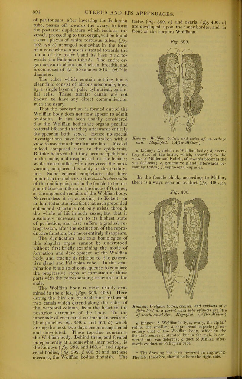 i>94 UTERUS AND 11 of peritoneum, after investing the Fallopian tube, passes oft' towards the ovar}-, to form the posterior dujilicature which encloses the vessels proceeding to that organ, will be found a small plexus of white tortuous tubes, (firr. 403. a, b, c) arranged somewhat in the form of a cone whose apex is directed towards the hilum of the ovary /, and its base a c a to- wards the Fallopian tube h. The entire or- gan measures about one inch in breadth, and is composed of 12—20 tubules 0-15—0-2'in diameter. The tubes which contain nothing but a clear fluid consist of fibrous membrane, lined by a single layer of pals, cyhndrical, epithe- lial cells. These tubular canals are not known to have any direct communication with the ovary. That the parovarium is formed out of the Wolffian body does not now appear to admit of doubt. It has been usually considered that the Wolffian bodies are organs peculiar to foetal life, and that they afterwards entirely disappear in both sexes. Hence no s|)ecial investigations have been undertaken with a view to ascertain their ultimate fate. Meckel indeed compared them to the epididymis. Rathke believed that they became epididymis in the male, and disappeared in the female ; while Rosenmiiller, who discovered the paro- varium, compared this body to the epididy- mis. Some general conjectures also have pointed in themalesexto thevascula abeiraiUia of the epididymis, and in the female to the or- gan of Kosenmiiller and the ducts of Giirtner, as the supposed remains of the Wolffian body. Nevertheless it is, according to Kobelt, an undoubted anatomical fact that each pretended ephemeral structure not only exists through the whole of life in both sexes, but that it absolutely increases up to its highest state of perfection, and first suffers a gradual re- trogression, after the extinction of the repro- ductive function, but never entirely disappears. The signification and true homologies of this singular organ cannot be understood without first briefly examining the mode of formation and development of the Wolffian body, and tracing its rejation to the genera - tive glantl and Fallopian tube. In this exa- mination it is also of consequence to coinpare the progressive steps of formation of those parts with the corresponding structures in the male. The Wolffian body is most readily exa- mined in the chick, (figs. 399, 400.) Here during the third day of incubation are formed two canals which extend along the sides of the vertebral column, from the heart to the posterior extremity of the body. To the inner side of each canal is attached a series of blind pouches {Jig. 399. c and 400. b), which during the next two days become lengthened and convoluted. These together constitute the Wolffian body. Behind them, and formed independently at a somewhat later period, lie the kidneys ( fig. 399. and 400. a) and supra- renal bodies, {Jig. 399. /, 400. d) and as these increase, the Wolffian bodies diminish. The S APPENDAGES. testes (fig. 399. e) and ovaria (Jig. 400. c) are develoj)ed upon the inner border, and in front of the corpora Wolffiana. Fig. 399. Kidneys, Wolffian bodies, and testes of an embryo bird. Magnified. (After Mailer.^ a, kidney; 6, ureter; c, Wolffian bod}-; rf, excre- torj' duct of the latter, which, according to the views of MUller and Kobelt, afterwards becomes the vas deferens; e, generative gland, afterwards be ■ coming testes; /, supra-renal capsules. In the female chick, according to Mliller, there is always seen an oviduct (fig. 400. g). Fig. 400. Kidneys, Wolffian bodies, ovaries, and oviducts of a foetal, bird, at a period when both oviducts are slid of nearly equal size. Magnified. (After Miiller.) a, kidney; b. Wolffian body, c, ovary, the right ' rather the' smaller; d, supra-renal capsule; /, ex- cretory duct of the Wolffian body, which in the female becomes obliterated, but in the male is con- verted into vas deferens; g, duct of MUller, after- wards oviduct or Fallopian tube. * The drawing has been reversed in engraving. The left, therefore, should be here the right side.