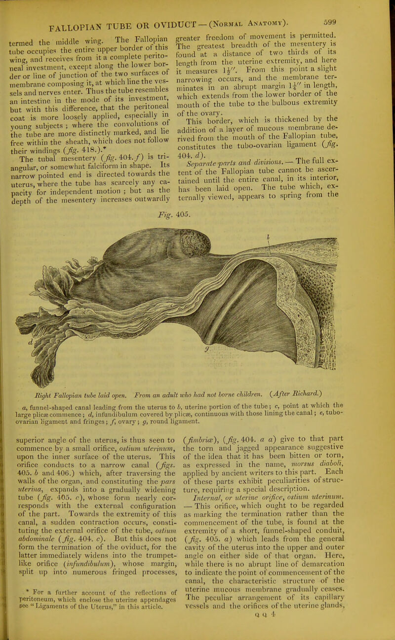 J 1 ■ 1 iio wina The Fallopian greater freedom of movement is permitted, termed the middle wing. ine ■'''H''' ^, „_„.,f„„f breadtii of the mesentery is neaf investment, except along the lower bor- der or line of junction of the two surfaces ot membrane composing it, at which hne the ves- sels and nerves enter. Thus the tube resembles an intestine in the mode of its mvestment, but with this difference, that the peritoneal coat is more loosely applied, especially in young subjects ; where the convolutions oi the tube are more distinctly marked, and he free within the sheath, which does not follow their windings (fg. 418.).* _ The tubal mesentery ( fig.'tOi.f) is tri- angular, or somewhat falciform in shape. Its narrow pointed end is directed towards the uterus, where the tube has scarcely any ca- pacity for independent motion ; but as the depth of the mesentery increases outwardly length Irom the uterine extremity, and here it measures 1^. From this point a slight narrowing occurs, and the membrane ter- minates in an abrupt margin \i in length, which extends from the lower border of the mouth of the tube to the bulbous extremity of the ovary. _ This border, which is thickened by the addition of a layer of mucous membrane de- rived from the mouth of the Fallopian tube, constitutes the tubo-ovarian ligament (Jig. Separate parts and divisions. — lUe tuil ex- tent of the Fallopian tube cannot be ascer- tained until the entire canal, in its interior, has been laid open. The tube which, ex- ternally viewed, appears to spring from the Fig. 405. Hight Fallopian tube laid open. From an adult who had not borne children. (After RicJiard.) a, funnel-shaped canal leading from tlie uterus to b, uterine portion of the tube; e, point at which t\v large plicoe commence; d, infundibulum covered by plicas, continuous with those lining the canal; e, tube ovarian ligament and fringes; f, ovary; g, round ligament. superior angle of the uterus, is thus seen to commence by a small orifice, ostium uterinuvi, upon the inner surface of the uterus. This orifice conducts to a narrow canal (figs. 405. b and 406.) which, after traversing the walls of the organ, and constituting the pars iiterina, expands into a gradually widening tube (Jig. 405. c), whose form nearly cor- responds with the external configuration of the part. Towards the extremity of this canal, a sudden contraction occurs, consti- tuting the external orifice of the tube, ostium abdominalc (Jig. 404. c). But this does not form the termination of the oviduct, for the latter immediately widens into the trumpet- like orifice (infundibulum), whose margin, split up into numerous fringed processes, * For a further account of the reflections of peritoneum, whicli enclose the uterine appendages see  Ligaments of the Utei-us, in this article. (JimbricB), (/^. 404. a a) give to that part the torn and jagged appearance suggestive of the idea that it has been bitten or torn, as expressed in the name, morsns diabo/i, applied by ancient writers to this part. Each of these parts exhibit peculiarities of struc- ture, requiring a special description. Interna/, or uterine orijice, ostium uterinum. — This orifice, which ought to be regarded as marking the termination rather than the commencement of the tube, is found at the extremity of a short, funnel-shaped conduit, (Jig. 405. a) which leads from the general cavity of the uterus into the upper and outer angle on either side of that organ. Here, while there is no abrupt line of demarcation to indicate the point of commencement of the canal, the characteristic structure of the uterine mucous niembr.ine gradually ceases. The peculiar arrangement of its capillary vessels and the orifices of the uterine glands, (i ti 4