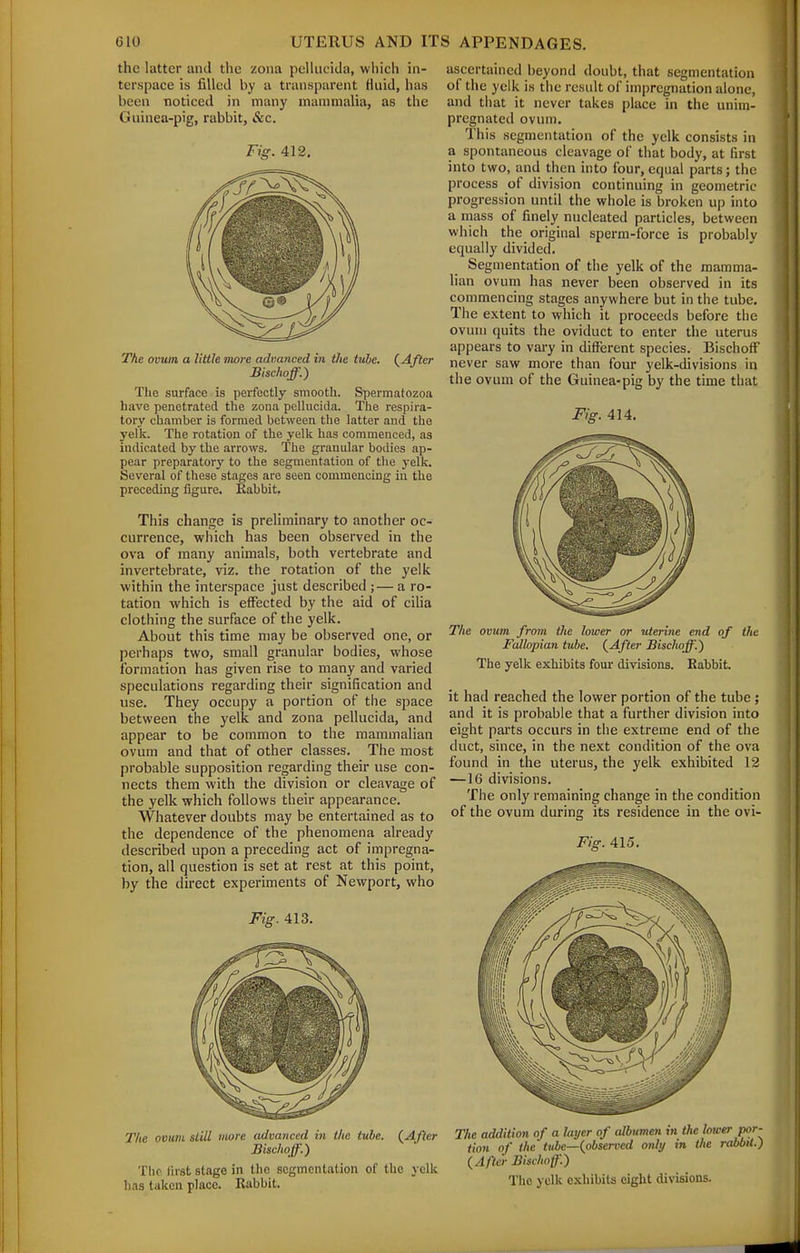 the latter and the zona pelhicida, which in- terspace is filled by a transparent fluid, has been noticed in many mammalia, as the Guinea-pig, rabbit, &c. Fig. 412. The ovum a little more advanced in the tube. (After Bischoff.) Tlie surface is perfectly smooth. Spermatozoa have penetrated the zona pellucida. The respira- tory chamber is formed between the latter and the yelk. The rotation of the yelk has commenced, as indicated by the arrows. The granular bodies ap- pear preparatory to the segmentation of the j-elk. Several of these stages are seen commencing in the preceding figure. Kabbit. This change is preliminary to another oc- currence, which has been observed in the ova of many animals, both vertebrate and invertebrate, viz. the rotation of the yelk within the interspace just described ;— a ro- tation which is effected by the aid of cilia clothing the surface of the yelk. About this time may be observed one, or perhaps two, small granular bodies, whose formation has given rise to many and varied speculations regarding their signification and use. They occupy a portion of the space between the yelk and zona pellucida, and appear to be common to the mammalian ovum and that of other classes. The most probable supposition regarding their use con- nects them with the division or cleavage of the yelk which follows their appearance. Whatever doubts may be entertained as to the dependence of the phenomena already described upon a preceding act of impregna- tion, all question is set at rest at this point, by the direct experiments of Newport, who Fig. 413. The ovum still more advanced in the tube. (^Afler Bischoff.) The lirst stage in tlie segmentation of the yelk has taken place. Kabbit. ascertained beyond doubt, that segmentation of the yelk is the result of impregnation alone, and that it never takes place in the unim- pregnated ovum. This segmentation of the yelk consists in a spontaneous cleavage of that body, at first into two, and then into four, equal parts; the process of division continuing in geometric progression until the whole is broken up into a mass of finely nucleated particles, between which the original sperm-force is probably equally divided. Segmentation of the yelk of the mamma- lian ovum has never been observed in its commencing stages anywhere but in the tube. The extent to which it proceeds before the ovum quits the oviduct to enter the uterus appears to vary in different species. Bischoff never saw more than four yelk-divisions in the ovum of the Guinea-pig by the time that Fig. 414. The ovum from the lower or uterine end of the Fallopian tube. (^After Bisclwff.') The yelk exhibits four- divisions. Rabbit. it had reached the lower portion of the tube; and it is probable that a further division into eight parts occurs in the extreme end of the duct, since, in the next condition of the ova found in the uterus, the yelk exhibited 12 —16 divisions. The only remaining change in the condition of the ovum during its residence in the ovi- Fig. 415. The addition of a layer of albumen in the lower por- tion of the tube—{observed only in the rabbit.) {After Bischoff.) The yelk exhibits eight divisions.