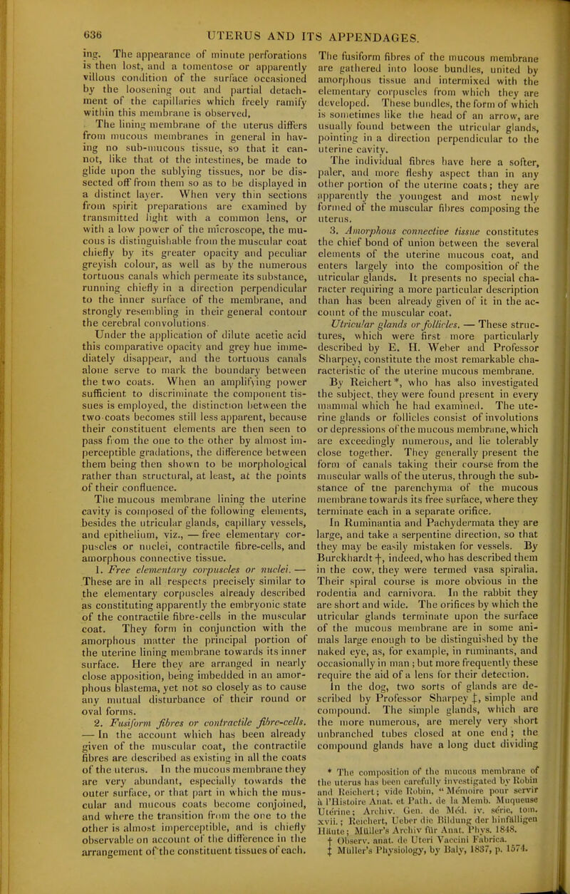 ing. The appearance of minute |)erforations is then h)st, anil a tomentose or apparently villous condition of the surface occasioned by the loosening out and partial detach- ment of the capillaries which freely ramify witliin this membrane is observed. The lining membrane of the uterus differs from mucous membranes in general in hav- ing no sub-mucous tissue, so that it can- not, like that ot the intestines, be made to glide upon the sublying tissues, nor be dis- sected off from them so as to be displayed in a distinct layer. When very thin sections from spirit preparations are examined by transmitted light with a common lens, or witli a low power of the microscope, the mu- cous is distinguishable from the muscular coat chiefly by its greater opacity and peculiar greyish colour, as well as by the numerous tortuous canals which permeate its substance, running chiefly in a direction perpendicular to the inner surface of the membrane, and strongly resembling in their general contour the cerebral convolutions. Under the application of dilute acetic acid this comparative opacity and grey hue imme- diately disappear, and the tortuous canals alone serve to niark the boundary between the two coats. When an amplif\ing power sufficient to discriminate the com()onent tis- sues is employed, the distinction between the two coats becomes still less apparent, because their constituent elements are then seen to pass fr om the one to the other by almost im- perceptible gradations, the difference between thera being then shown to be morphological rather than structural, at least, at the points of their confluence. Tiie mucous membrane lining the uterine cavity is composed of the following elements, besides the utricular glands, ca|)illary vessels, and epithelium, viz., — free elementary cor- puscles or nuclei, contractile fibre-cells, and amorphous connective tissue. 1. Free elementary corpuscles or nuclei. — These are in all respects precisely similar to the elementary corpuscles already described as constituting apparently the embryonic state of the contractile fibre-cells in the muscular coat. They form in conjunction with the amorphous mutter the principal portion of the uterine lining membrane towards its inner surface. Here they are arranged in nearly close apposition, being imbedded in an amor- phous blastema, yet not so closely as to cause any mutual disturbance of their round or oval forms. 2. Fujsij'orm fibres or contractile fibre-cells. — In the account which has been already given of the muscular coat, the contractile fibres are described as existing in all the coats of the uterus. In the mucous membrane they are very abundant, especially towards the outer surface, or that part in which the mus- cular and mucous coats become conjoined, and where the transition from the one to the other is almost imperceptible, and is chiefly observable on account of the ditterence in the arrangement of the constituent tissues of each. The fusiform fibres of the mucous membrane are gathered into loose bundles, united by amor|)hous tissue and intermixed with the elementary corpuscles from which they are developed. These bundles, the form of which is sometimes like the head of an arrow, are usually found between the utricular glands, pointing in a direction perpendicular to the uterine cavity. The individual fibres have here a softer, paler, and more fleshy aspect than in any other portion of the uterme coats; they are apparently the youngest and most newly formed of the muscular fibres composing the uterus. 'i. Amoj-plious connective tissue constitutes the chief bond of union between the several elements of the uterine mucous coat, and enters largely into the composition of the utricular glands. It presents no special cha- racter requiring a more ])articular description than has been already given of it in the ac- count ofthe muscular coat. Utricular glands or follicles. — These struc- tures, which were first more particularly described by E. H. Weber and Professor Sharpey, constitute the most remarkable cha- racteristic of the uterine mucous membrane. By Reichert *, who has also investigated the subject, they were found present in every mammal which he had examined. The ute- rine glands or follicles consist of involutions or depressions ofthe mucous membrane, which are exceedingly numerous, and lie tolerably close together. They generally present the form of canals taking their course from the muscular walls of the uterus, through the sub- stance of ttie parenchyma of the mucous membrane towards its free surface, where they terminate each in a separate orifice. In Ruminantia and Pachyderraata they are large, and take a serpentine direction, so that they may be easily mistaken for vessels. By Burckhardt f, indeed, who has described them in the cow, they were termed vasa spiralia. Their spiral course is more obvious in the rodentia and carnivora. In the rabbit they are short and wide. The orifices by which the utricular glands terminate upon the surface of the mucous men)brane are in some ani- mals large enough to be distinguished by the naked eye, as, for example, in ruminants, and occasionally in man ; but more frequently these require the aid of a lens for their deteciion. In the dog, two sorts of glands are de- scribed by Professor Sharpey I, simple and compound. The simple glands, which are the more numerous, are merely very short unbranched tubes closed at one end ; the compound glands have a long duct dividing ♦ The composition of the nuicous membrane of the uterus lias been carefully investigated by Robin and Hcicliert; vide Kobiii, Me'moire pour servir i\ I'Hi.stoire Airnt. et Patli. de la Memb. Muqucuse Uterine; Arcliiv. Gen. de Mt?d. iv. seric, toin, xvii.; Reu'liert, Ucbor die IMIdung der liinfftlligen liitute; MUller's Arcliiv ftlr Anat, Pliys. 18-18. t Observ. anat. de Uteri Vaccini Fabrica. { MUller's Physiology, by 13aly, 1837, p. 1574.