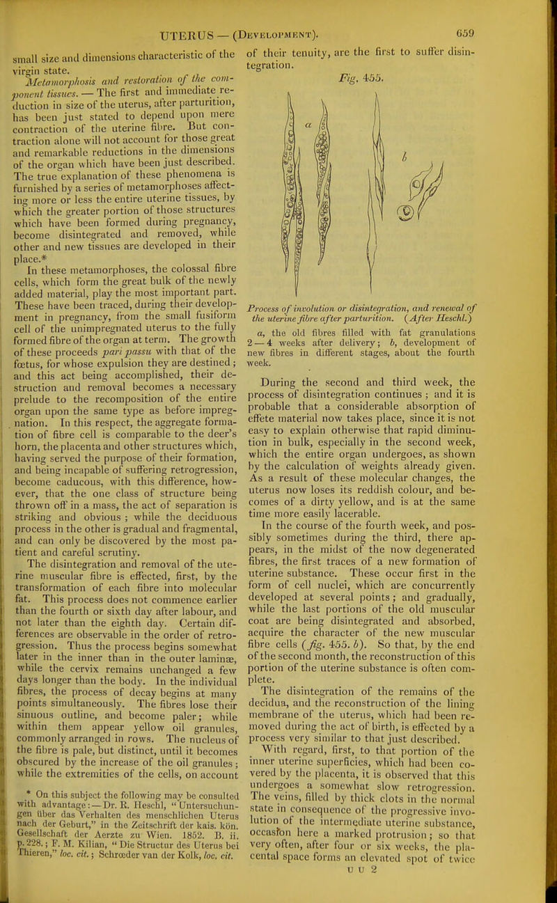 small size and dimensions characteristic of the virgin state. Metamorphosis and restoration of the com- ponent tissues. — The first and immediate re- duction in size of the uterus, after parturition, has been just stated to depend upon mere contraction of the uterine fibre. But con- traction alone will not account for those great and remarkable reductions in the dimensions of the organ which have been just described. The true explanation of these phenomena is furnished by a series of metamorphoses affect- ing more or less the entire uterine tissues, by which the greater portion of those structures which have been formed during pregnancy, become disintegrated and removed, while other and new tissues are developed in their place.* In these metamorphoses, the colossal fibre cells, which form the great bulk of the newly added material, play the most important part. These have been traced, during their develop- ment in pregnancy, from the small fusiform cell of the unimpregnated uterus to the fully formed fibre of the organ at term. The growth of these proceeds part passu with that of the foetus, for whose expulsion they are destined; and this act being accomplished, their de- struction and removal becomes a necessary prelude to the recomposition of the entire organ upon the same type as before impreg- . nation. In this respect, the aggregate forma- tion of fibre cell is comparable to the deer's horn, the placenta and other structures which, having served the purpose of their formation, and being incapable of suffering retrogression, become caducous, with this difference, how- ever, that the one class of structure being thrown off in a mass, the act of separation is striking and obvious ; while the deciduous process in the other is gradual and fragmental, and can only be discovered by the most pa- tient and careful scrutiny. The disintegration and removal of the ute- rine muscular fibre is efifected, first, by the transformation of each fibre into molecular fat. This process does not commence earlier than the fourth or sixth day after labour, and not later than the eighth day. Certain dif- ferences are observable in the order of retro- gression. Thus the process begins somewhat later in the inner than in the outer laminae, while the cervix remains unchanged a few days longer than the body. In the individual fibres, the process of decay begins at many points simultaneously. The fibres lose their sinuous outline, and become paler; while within them appear yellow oil granules, commonly arranged in rows. The nucleus of the fibre is pale, but distinct, until it becomes obscured by the increase of the oil granules ; while the extremities of the cells, on account _* On this subject the following maj' be consulted with advantage:—Dr. R. Ilescbl,  Untcrsucbun- gen iiber das Verhalten des menscblichen Uterus nacb der Geburt, in the Zeitschrift der kais. kiin. Gesellschaft der Aerzte zu VVicn. 1852. B. if. p. 228.; F. M. Kilian,  Die Structur des Uterus bei Thieren, loc. cit.; Sclirocder van der Kolk, loc. cit. of their tenuity, are the first to suffer disin- tegration. Fig. 455. Process of iiwolution or disintegration, and renewal of the uterine fibre after parturition. (^After Heschl.) a, the old fibres filled with fat granulations 2 — 4 weeks after delivery; b, development of new fibres in different stages, about the fourth week. During the second and third week, the process of disintegration continues ; and it is probable that a considerable absorption of effete material now takes place, since it is not easy to explain otherwise that rapid diminu- tion in bulk, especially in the second week, which the entire organ undergoes, as shown by the calculation of weights already given. As a result of these molecular changes, the uterus now loses its reddish colour, and be- comes of a dirty yellow, and is at the same time more easily lacerable. In the course of the fourth week, and pos- sibly sometimes during the third, there ap- pears, in the midst of the now degenerated fibres, the first traces of a new formation of uterine substance. These occur first in the form of cell nuclei, which are concurrently developed at several points; and gradually, while the last portions of the old niusculiU coat are being disintegrated and absorbed, acquire the character of the new muscular fibre cells (_fig. 455. 6). So that, by the end of the second month, the reconstruction of this portion of the uterine substance is often com- plete. The disintegration of the remains of the decidua, and the reconstruction of the lining membrane of the uterus, which had been re- moved during the act of birth, is effected by a process very similar to that just described. With regard, first, to that portion of the inner uterine superficies, which had been co- vered by the placenta, it is observed that this undergoes a somewhat slow retrogression. The veins, filled by thick clots in the normal state in consequence of the progressive invo- lution of the intermediate uterine substance, occasfon here a marked |)rotrusion; so that very often, after four or six weeks, the pla- cental space forms an elevated spot of twice
