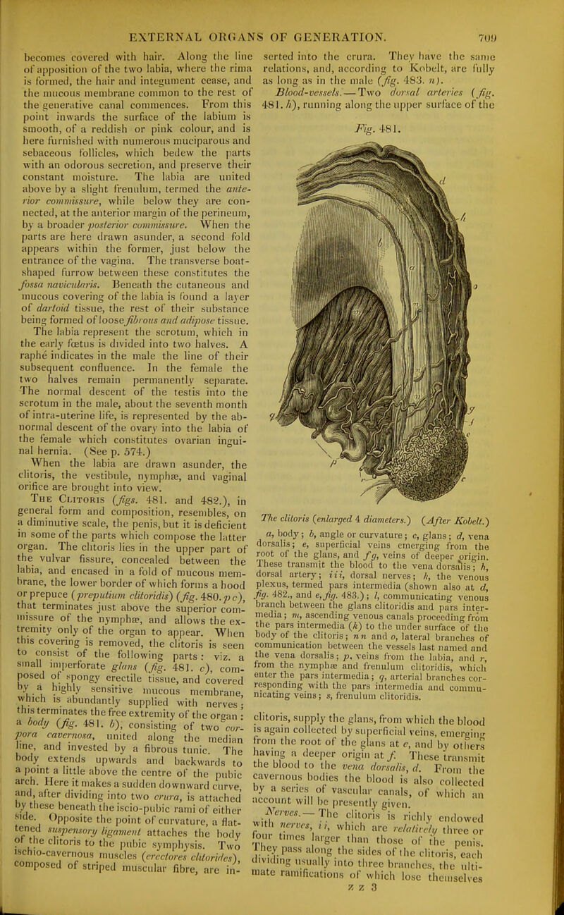 Along the line sorted into the crura. They liave tlie same relations, and, according to Kobelt, are (iilly as long as in the male {Jig- 'ISy. n). Blond-vessels. — Two dursnl arteries (,/%. 481. //), running along tiie upper surface of the becomes covered with hair. ^ — — of apposition of the two labia, wiiere the rinia is formed, the hair and integument cease, and the mucous niembrane common to the rest of the generative canal commences. From this point inwards the surface of the labium is smooth, of a reddish or pink colour, and is here furnished with numerous muciparous and sebaceous follicles, which bedew the jiarts with an odorous secretion, and preserve their constant moisture. The labia are united above by a slight frenidum, termed the ante' rior commissure, while below they are con- nected, at the anterior margin of the perineum, by a broader posterior cummissure. When the [jarts are here drawn asunder, a second fold appears within the former, just below the entrance of the vagina. The transverse boat- shaped furrow between these constitutes the fossn iiavicularis. Beneath the cutaneous and mucous covering of the labia is found a layer of dartoid tissue, the rest of tiieir substance being formed of loosefibrous and adipose tissue. The labia represent the scrotum, which in the early fcetus is divided into tv/o halves. A raphe indicates in the male the line of their subsequent confluence. In the female the two halves remain permanently separate. The normal descent of the testis into the scrotum in the male, about the seventh month of intra-uterine life, is represented by the ab- normal descent of the ovary into the labia of the female which constitutes ovarian ingui- nal hernia. (See p. 574.) When the labia are drawn asunder, the clitoris, the vestibule, n3mph£e, and vaginal orifice are brought into view. The Clitoris {figs. 481. and 482.), in general form and composition, resembles, on a diminutive scale, the penis, but it is deficient in some of the parts which compose the latter organ. The clitoris lies in the upper part of the vulvar fissure, concealed between the labia, and encased in a fold of mucous mem- brane, the lower border of which forms a hood iJ'CAua, Lemieu pars iniermecna shown also ; or prepuce {preputiiim cliloridis) {fig. 480./jc), J'S- 482., and e,fig. 483.) ; /, communicatiug vc that terminates just above the superior com- '^''''^.'^'^ between the glans clitoridis and pars i missure of the nymphte, and allows the ex- tremity only of the organ to appear. Wh this covering is removed, the clitoris is seen to consist of the following parts: viz a small iniperforate glans {fig. 481. c), com- posed of spongy erectile tissue, and covered tiy a highly sensitive mucous membrane, which IS abundantly supplied with nerves • this terminates the free extremity of the or<ran • ^ bod>/ {fig. 481. b), consisting of two^o;-! pora cavernosa, united along the median line, and invested by a fibrous tunic. The body extends upwards and backwards to a point a little above the centre of the pubic arch. Here it makes a sudden downward curve, and after dividing into two crura, is attached by these beneath the iscio-pubic rami of either side. Opposite the point of curvature, a flat- tened suspensori/ ligament attaches the body ot the clitoris to the pubic symphysis. Two ischio-cavernous muscles {rrrctores chlorides^ composed of striped muscular fibre, are in- TJie clitoris {enlarged 4 diameters.') {After Kobelt.) a, body; b, angle or curvature; c, glans ; d, vena dorsalis; e, superficial veins emerging from the root of the glans, and f g, veins of deeper origin. These transmit the blood to the vena dorsa*lis; h, dorsal artery; Hi, dorsal nerves; li, the venous plexus, termed pars intermedia (shown also at d, ,100 ._j . ^ '83.); /, communicating venous - glans clitoridis and pars inter- media ; m, ascending venous canals proceeding from the pars intermedia (A) to tlie under surface of tlie body of the clitoris; nn and 0, lateral branches of communication between the vessels last named and the vena dorsalis; p. veins from the labia, and r, from the nymphffi and frenulum clitoridis, which enter the pars intermedia; q, arterial branches cor- responding with the pars intermedia and commu- nicating veins; s, frenulum clitoridis. clitoris, supply the glans, from which the blood IS again collected by superficial veins, emergin.r from the root of the glans at e, and by others having a deeper origin at / These transmit the blood to the vena dor.uilis, d. From the cavernous bodies the blood is also collected by a series of vascular canals, of which -ui account will be presently given wit^T'''^-'' ''^''''.V endowed w tl, ncrncs n, which are rclalirehy three or forn times argor than those of the penis. 1 hey pass along the sides of ihc clitoris each ilividing usually into three branches, the ulti- mate ramifications of which lose themselves