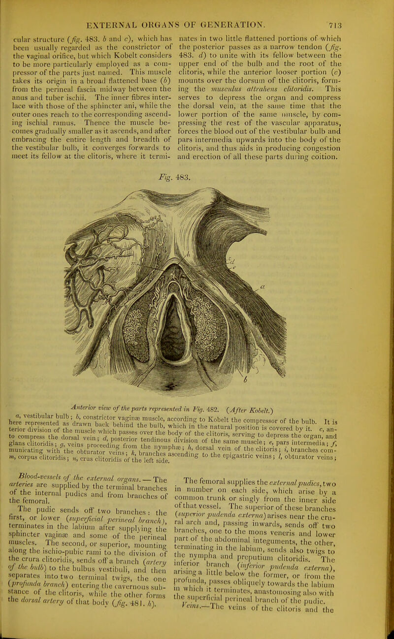cular structure f/^. 483. b untl c), which ha.s been usually regarded as the constrictor of the vaginal orifice, but which Kobclt considers to be more particuhu-iy employed as a com- pressor of the parts just named. This muscle takes its origin in a broad flattened base (6) from the perineal fascia midway between the anus and tuber ischii. The intier fibres inter- lace with those of the sphincter ani, while the outer ones reach to the corresponding ascend- ing ischial ramus. Thence the muscle be- comes gradually smaller as it ascends, and after embracing the entire length and breadth of the vestibular bulb, it converges forwards to meet its fellow at the clitoris, where it termi- nates in two little flattened portions of which the posterior passes as a narrow tendon {Jig. 483. d) to unite with its fellow between the upper end of the bulb and the root of the clitoris, while the anterior looser portion (c) mounts over the dorsum of the clitoris, form- ing the musciilus atlrahcns dUoridis. This serves to depress the organ and compress the dorsal vein, at the same time that the lower portion of the same muscle, by com- pressing the rest of the vascular aj)paratus, forces the blood out of the vestibular bulb and pars intermedia upwards into the body of the clitoris, and thus aids in producing congestion and erection of all these parts dui ing coition. Fig. 483. Anterior view of the parts represented in Fig. 482. {After Kohelt ) glana clitoridis; g, veins proceeding f mn .bp nJ^^tj, . ^ same muscle; e, pars intermedia; /, munioating ^vith the obt ?atoi vefns Thr.n 7'P''''« '-^'''^^\ ^(^'n t>'e clitoris; i, branches coni- m, corpusflitoridis;'«,^rJs cliloXof the left sid^^^^^^ '° ^^'^ ' Blood-vessels of the e.vternal organs. — The arteries are supplied by the terminal branches of the mternal pudies and from branches of the femoral. The pudic sends off two branches : the first, or lower {superjidal perineal hranch) termmates \n the labium after supplying the sphmcter vaginas and some of the perineal muscles. The second, or superior, mounting along the ischio-pubic rami to the division of the crura clitoridis, sends off a branch (arteru of Ike bulb) to the bulbus vestibuli, and then separates mto two terminal twigs, the one {profunda bramlt) entering the cavernous sub- stance of the clitoris, while the other forms the dorsal artery of that bodv {Jig. 481. //) The femoral supplies the externalpudics, two m number on each side, which arise by a common trunk or singly from the inner side of that vessel. The su[)erior of these branches {superior pudenda externa)-m-^gs near the cru- ral arch and, passing inwards, sends oft two branches one to the mons veneris and lower part ol the abdomuial integuments, the other termuuitn.g in the labimn, sends also twi-s to the nyn>pha and preputium clitoridis. The m er.or branch {inferior pudenda e.vterna), ansmga httle below the fonuer. or fron, the p.oU nda, passes obhquely towards the labium ■1 which It ternunates, anastouiosing also with the superfiml perineal branch of the pudic. /'mi-.—The veins of the clitoris and the