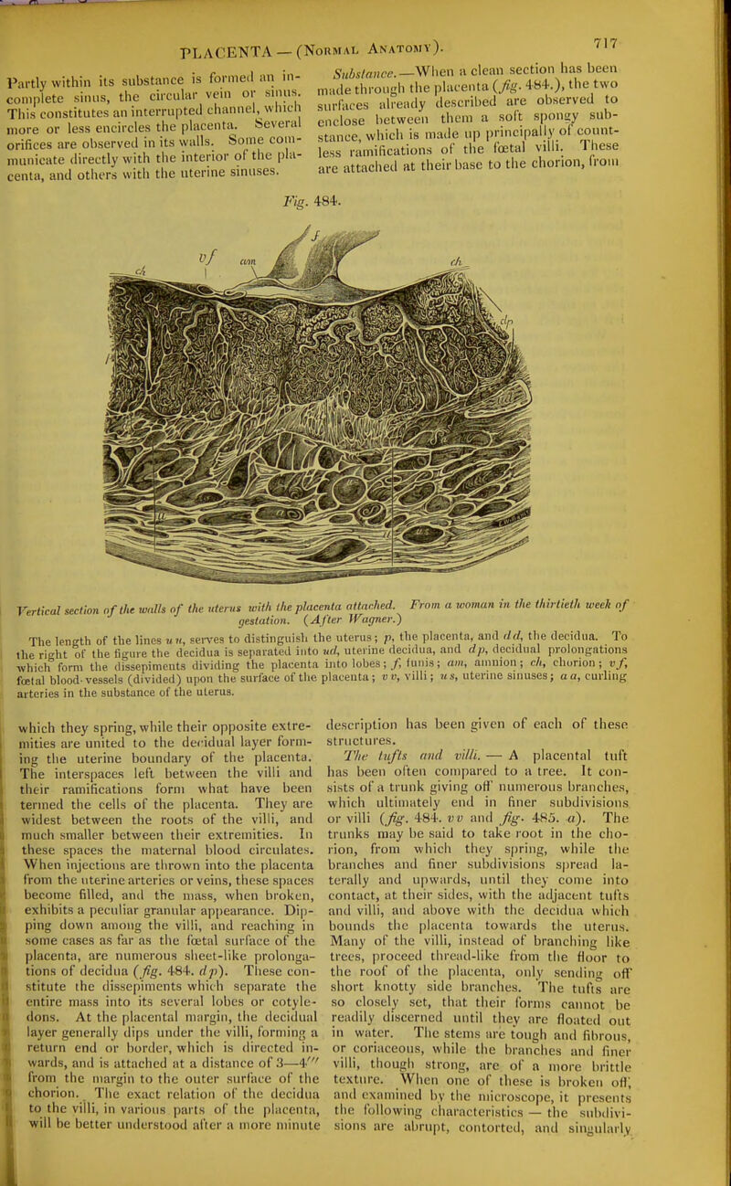 Partly within its substance is fonneci an in- complete sinus, the circular veni or sinus. This constitutes an interrupted channel, which more or less encircles the placenta. Several orifices are observed in its walls. Some com- municate directly with the interior of the pla- centa, and others with the uterine sinuses. PLACENTA — (Normal Anatomy). '^l'? Substance.—When a clean section has been made through the placenta (fg. 4-84-.), the two surfaces already described are observed to enclose between them a soft sponsiy sub- stance which is made up principally of count- less ramifications of the foetal villi. These are attached at their base to the chorion, Iroiu Fig. 484. Vertical section of the walls of the uterus with the placenta attached. From a looman in the thirtieth week of gestation. (After Wagner.) The length of the lines un, sen'es to distinguish the uterus; p, the placenta, and dd, the decidua. To the right of the figure the decidua is separated into ud, uterine decidua, and dp, decidual prolongations which form the dissepiments dividing the placenta into lobes;/, funis; am, amnion; ch, chorion; vf, foetal blood-vessels (divided) upon the surface of tlie placenta; vv, villi; us, uterine sniuses; a a, curling arteries in the substance of the uterus. which they spring, while their opposite extre- mities are united to the decidual layer form- ing the uterine boundary of the placenta. The interspaces left between the villi and their ramifications form what have been termed the cells of the placenta. They are widest between the roots of the villi, and much smaller between their extremities. In these spaces the maternal blood circulates. When injections are thrown into the placenta from the uterine arteries or veins, these spaces become filled, and the mass, when broken, exhibits a peculiar granular appearance. Dip- ping down among the villi, and reaching in some cases as far as the foetal surface of the placenta, are numerous sheet-like prolonga- tions of decidua ( /%. 484. dp). Tliese con- stitute the dissepiments which separate the entire mass into its several lobes or cotyle- dons. At the placental margin, the decidual layer generally dips under the villi, forming a return end or border, which is directed in- wards, and is attached at a distance of 3—4' from the margin to the outer surface of the chorion. The exact relation of the decidua to the villi, in various parts of the placenta, will be better understood after a more minute description has been given of each of these structures. The lufls and villi. — A placental tuft has been often compared to a tree. It con- sists of a trunk giving oH' numerous branches, which ultimately end in finer subdivisions or villi {jig. 484. vv and Jig. 485. «). The trunks may be said to take root in the cho- rion, from which they s|)ring, while the branches and finer subdivisions s|)read la- terally and upwards, until they come into contact, at their sides, vvith the adjacent tufts and villi, and above with the decidua which bounds the placenta towards the uterus. Many of the villi, instead of branching like trees, proceed thread-like from the floor to the roof of the placenta, only sending off short knotty side branches. The tufts are so closely set, that their forms cannot be readily discerned until they are floated out in water. The stems tire tough and fibrous, or coriaceous, while the branches and finer villi, though strong, are of a more brittle texture. When one of these is broken off', and examined by the microscope, it presents the following characteristics — the subdivi- sions are abrupt, contorted, and singularly.
