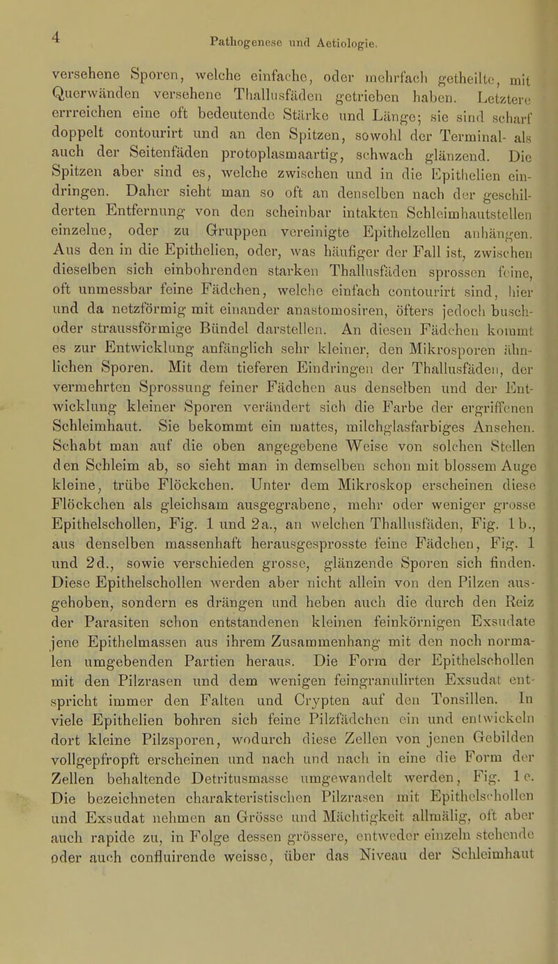 versehene Sporen, welche einfache, oder mehrfach ^^etheiltc, mit Querwänden versehene Thalhisfildcn getrieben haben. Letztere errreichen eine oft bedeutende Stärke und Länge; sie sind scharf doppelt contourirt und an den Spitzen, sowohl der Terminal- als auch der Seitenfäden protoplasmaartig, schwach glänzend. Die Spitzen aber sind es, welche zwischen und in die Epithelien ein- dringen. Daher sieht man so oft an denselben nach der geschil- derten Entfernung von den scheinbar intakten SchleimhautstcUen einzelne, oder zu Gruppen vereinigte EpithelzcUen anhängen. Aus den in die Epithelien, oder, was häufiger der Fall ist, zwischen dieselben sich einbohrenden starken Thallusfädcn sprossen feine, oft unmessbar feine Fädchen, welche einfach contourirt sind, hier und da netzförmig mit einander anastomosiren, öfters jedocli busch- oder straussförmige Bündel darstellen. An diesen Fädchen kommt es zur Entwicklung anfänglich sehr kleiner, den Mikrosporen ähn- lichen Sporen. Mit dem tieferen Eindringen der Thallusfädeii, der vermehrten Sprossung feiner Fädehen aus denselben und der Ent- wicklung kleiner Sporen verändert sich die Farbe der ergriffenen Schleimhaut. Sie bekommt ein mattes, milchglasfarbiges Ansehen. Schabt man auf die oben angegebene Weise von solchen Stellen den Schleim ab, so sieht man in demselben schon mit blossem Auge kleine, trübe Flöckchen. Unter dem Mikroskop erscheinen diese Flöckchen als gleichsam ausgegrabene, mehr oder weniger grosse Epithelschollen, Fig. 1 und 2a., an welchen Thallusfädcn, Fig. Ib., aus denselben massenhaft herausgesprosste feine Fädchen, Fig. 1 und 2d., sowie verschieden grosse, glänzende Sporen sich finden. Diese Epithelschollen werden aber nicht allein von den Pilzen aus- gehoben, sondern es drängen und heben auch die durch den Reiz der Parasiten schon entstandenen kleinen feinkörnigen Exsudate jene Epithelmassen aus ihrem Zusammenhang mit den noch norma- len umgebenden Partien heraus. Die Form der Epithelsehollen mit den Pilzi*asen und dem wenigen feingranulirten Exsudat ent- spricht immer den Falten und Crypten auf den Tonsillen. In viele Epithelien bohren sich feine Pilzfädchen ein und entwickeln dort kleine Pilzsporen, wodurch diese Zellen von jenen Gebilden vollgepfropft erscheinen und nach und nach in eine die Form der Zellen behaltende Detritusmasse umgewandelt werden, Fig. 1 c. Die bezeichneten charakteristischen Pilzrasen mit Epithelsdiollcn und Exsudat nehmen an Grösse und Mächtigkeit allmälig, oft aber auch rapide zu, in Folge dessen grössere, entweder einzeln stehende oder auch confluirende weisse, über das Niveau der Sclileimhaut