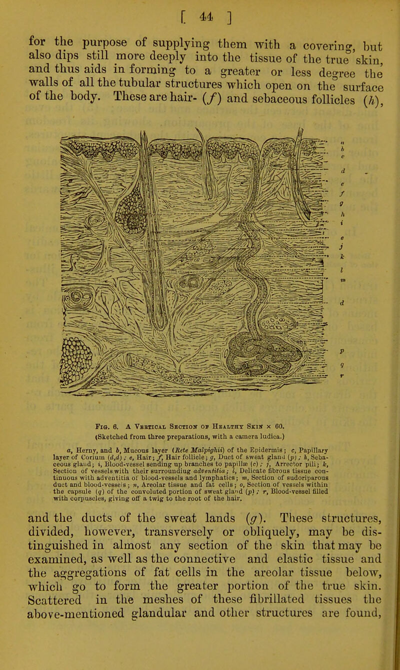 for the purpose of supplying them with a coverino-, but also dips still more deeply into the tissue of the true skin, and thus aids in forming to a greater or less degree the walls of all the tubular structures which open on the surface of the body. These are hair- (/) and sebaceous follicles {h), Fio. 6. A Vbbticai. Sectiow ov Healtst Skis x 60. (Sketched from three preparations, with a camera ludica.) a, Herny, and b, Macous layer (Rete Malpighii) of the Epidermis; c, Papillary layer of Corium (d,d) ; e, Hair; /, Hair follicle; g. Duct of sweat glaiiJ {pi ; h, Seba- ceous gland; i, Blood-vessel sending up branches to papillte (c) / /, Arreetor pili; k. Section of vessels with their surrounding adjien^titit; i, Delicate fibrous tissue con- tinuous with adventitia of blood-vessels and lymphatics; m, Section of sudoripurous duct and blood-vessels ; n, Areolar tissue and fat cells; o, Section of vessels within the capsule {q) of the convoluted portion of sweat gla'id {p} : r, Blood-vessel filled with corpuscles, giving ofl' a twig to the root of the hair. and the ducts of the sweat lands (g). These structures, divided, however, transversely or obliquely, may be dis- tinguished in almost any section of the skin that may be examined, as well as the connective and elastic tissue and the aggregations of fat cells in the areolar tissue below, which go to form the greater portion of the true skin. Scattered in the meshes of these fibrillated tissues the above-mentioned glandular and other structures are found,