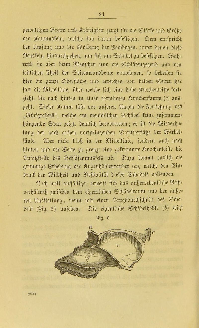 geiradigen ^Breite utib Äväftigfeit geugt für bie ©tärfe unb ©rö^e ber Äaumu§feht, tretd^e fiel) barau befeftigen. 2)ern entfprtc^t ber Umfanv3 unb bie SBoIbutig ber 3Dd)bDgeii, unter benen btefe ^ötugfeln l){nbm-c^ge^en, um fid) am @d)äbel gu befefttgen. 2Bci^= reub |te aber beim 5Keufd)eu nur bie @d)Iäfeucjegenb urtb ben feitlid)eti S^etl ber (Seitentpanbbeine eiunel)men, fo bebeden fie ■^ter bie gange £)berfläd)e unb erreidjen üon beiben ©eiten .'^er foft bie SJiittelltnte, über n)e(d)e [id) eine l)Dl)e ^nodtenleifte fort= gie'^t, bie nad} l)inten in einen fürmlid)en ^nDd)enfamm (c) au§= get)t. 2)iefer Äamm lä^t üor unferen 9(ugen bie ^^ortfe^ung be8 „JRücfgra^teä, irelc^e am menfd}lid)en ©d)äbel !eine gufammen= 't)ängenbe @pur geigt, beutlid) l)erüDrtreten; eg i[t bie 2Biebert)D= lung ber nac^ au^en norfpringenben ©orufortfä^e ber 2öirbel= jaule. 5lber ntd)t blo^ in ber 9}^ittellinie, fonbern auc^ nac^ 'hinten unb ber (Seite gu grengt eine gefrümmte Änoc^enleifte bie Slnfa^fteUe be§ @d)läfenmu§fe[§ ab. 2)agu fommt enbKtf) bie grimmige (grt)ebung ber 3higen^M)Ienränber (a), iüeld)e ben @tn= brucf ber 2BiIbt)eit unb ^eftialität btefe§ ©diäbelg üottenben. ^oä) tüeit auffäniger eriüetft fid) bag auBerDrbent(id)e Wx^-- üer^ältnil giüifc[)en bem eigentlid)en ©c^äbelraum unb ber äu^e* ren 5lu§ftattung, wenn icir einen 8äng§burd)fdjnitt be§ ©d^ä= belg (gig. 6) anfel)en. 2)ie eigentliche @d)äbell)öl)le (6) geigt mg. 6. (P34)