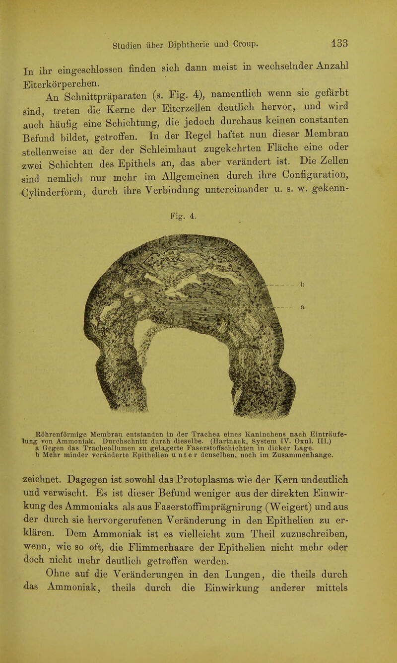 In ihr eingeschlossen finden sich dann naeist in wechselnder Anzahl Eiterkörperchen. An Schnittpräparaten (s. Fig. 4), namentlich wenn sie gefärbt sind, treten die Kerne der Eiterzellen deutlich hervor, und wird auch häufig eine Schichtung, die jedoch durchaus keinen constanten Befund bildet, getroffen. In der Regel haftet nun dieser Membran stellenweise an der der Schleimhaut zugekehrten Fläche eine oder zwei Schichten des Epithels an, das aber verändert ist. Die Zellen sind nemlich nur mehr im Allgemeinen durch ihre Configuration, €ylinderform, durch ihre Verbindung untereinander u. s. w. gekenn- Fig. 4. Röhrenförmige Membran entstanden in der Trachea eines Kaninchens nach Einträufe- lung von Ammoniak. Durchschnitt durch dieselbe. (Hartnack, System IV. Oxul. III.) a (Jegen das Tracheallumen zu gelagerte Faserstoffschichten in dicker Lage, h Mehr minder veränderte Epithelien unter denselben, noch im Zusammenhänge. zeichnet. Dagegen ist sowohl das Protoplasma wie der Kern undeutlich und verwischt. Es ist dieser Befund weniger aus der direkten Einwir- kung des Ammoniaks als aus Faserstoffimprägnirung (Weigert) und aus der durch sie hervorgerufenen Veränderung in den Epithelien zu er- klären. Dem Ammoniak ist es vielleicht zum Theil zuzuschreiben, wenn, wie so oft, die Flimmerhaare der Epithelien nicht mehr oder doch nicht mehr deutlich getroffen werden. Ohne auf die Veränderungen in den Lungen, die theils durch das Ammoniak, theils durch die Einwirkung anderer mittels