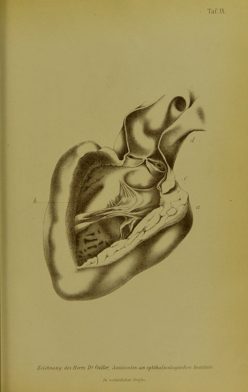 Zi'u'tuuuui des Herrn l)^ OciHr, Assistenten am ophiknlmolotiiseheii Institute. 4 ln rialürli<'/ier (iro/xc.