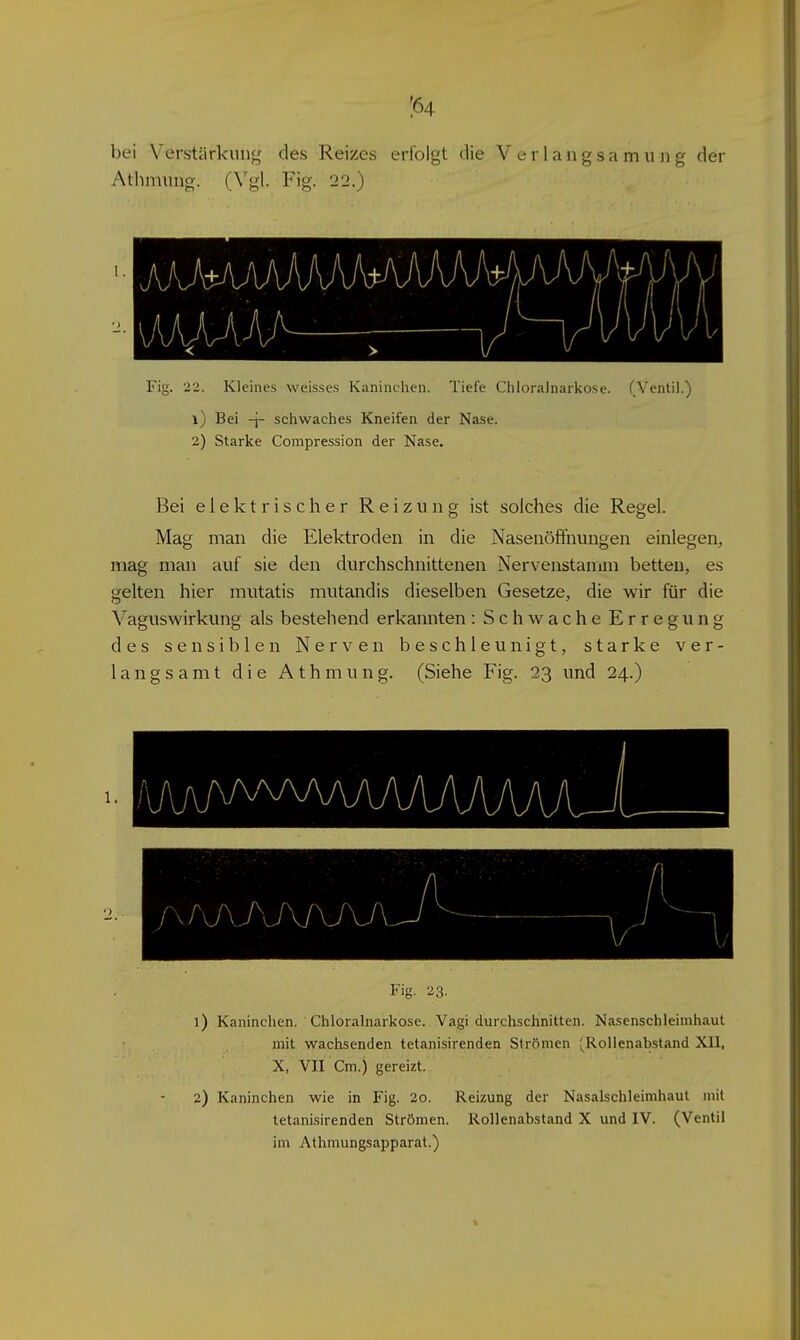 bei Verstärkung des Reizes erfolgt die Verlangsamung der Athmung. (Vgl. Fig. 22.) Fig. 22. Kleines weisses Kaninchen. Tiefe Chioralnarkose. (Ventil.) 1) Bei -\- sciiwaclies Kneifen der Nase. 2) Starke Compression der Nase. Bei elektrischer Reizung ist solches die Regel. Mag man die Elektroden in die Nasenöffnungen einlegen, mag man auf sie den durchschnittenen Nervenstamm betten, es gelten hier miitatis mutandis dieselben Gesetze, die wir für die Vaguswirkung als bestehend erkannten: Schwache Erregung des sensiblen Nerven beschleunigt, starke ver- langsamt die Athmung. (Siehe Fig. 23 und 24.) 1. Fig. 23. 1) Kaninchen. Chioralnarkose. Vagi durchschnitten. Nasenschleimhaut mit wachsenden tetanisirenden Strömen '^^RolIenabstand Xll, X, VII Cm.) gereizt. 2) Kaninchen wie in Fig. 20. Reizung der Nasalschleimhaul mit tetanisirenden Strömen. Rollenabstand X und IV. (Ventil im Athmungsapparat.)