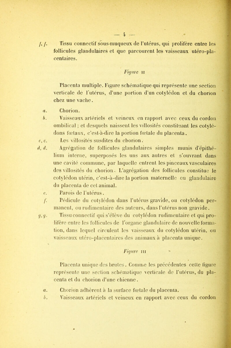 Tissu connectif sous-muqueux de l’utérus, qui prolifère entre les follicules glandulaires et que parcourent les vaisseaux utéro-pla- centaires. Figure n Placenta multiple. Figure schématique qui représente une section verticale de l'utérus, d’une portion d’un cotylédon et du chorion chez une vache. Chorion. Vaisseaux artériels et veineux en rapport avec ceux du cordon ombilical ; et desquels naissent les vdlosités constituant les cotylé- dons foetaux, c’est-à-dire la portion fœtale du placenta. Les villosités susdites du chorion. Agrégation de follicules glandulaires simples munis d’épithé- lium interne, superposés les uns aux autres et s’ouvrant dans une cavité commune, par laquelle entrent les pinceaux vasculaires des villosités du chorion- L’agrégation des follicules constitue le cotylédon utérin, c’est-à-dire la portion maternelle ou glandulaire du placenta de cet animal. Parois de l’utérus. Pédicule du cotylédon dans l’utérus gravide, ou cotylédon per- manent, ou rudimentaire des auteurs, dans l’utérus non gravide. Tissu connectif qui s’élève du cotylédon rudimentaire et qui pro- lifère entre les follicules de l’organe glandulaire de nouvelle forma- tion, dans lequel circulent les vaisseaux du cotylédon utérin, ou vaisseaux utéro-placentaires des animaux à placenta unique. Figure m Placenta unique des brutes. Comme les précédentes cette figure représente une section schématique verticale de l’utérus, du pla- centa et du chorion d’une chienne. Chorion adhèrent à la surface fœtale du placenta. Vaisseaux artériels et veineux en rapport avec ceux du cordon