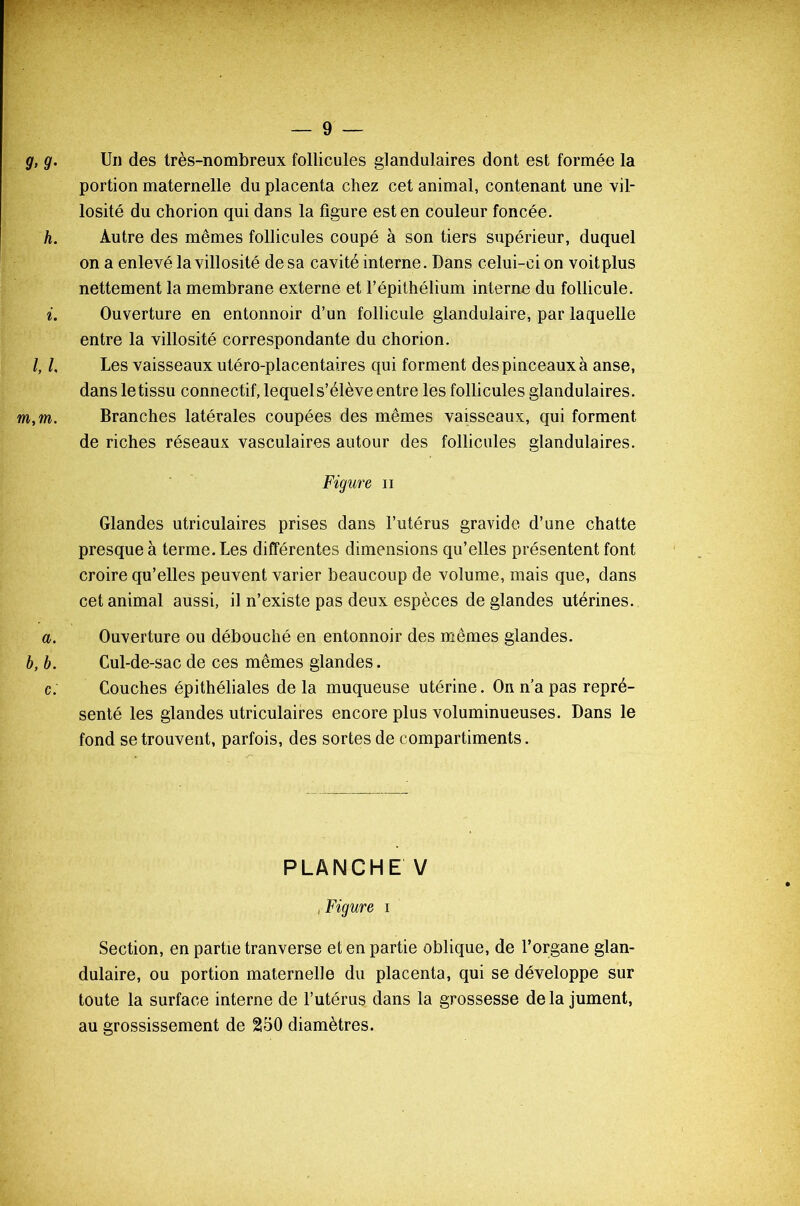 g, g. Un des très-nombreux follicules glandulaires dont est formée la portion maternelle du placenta chez cet animal, contenant une vil- losité du chorion qui dans la figure est en couleur foncée. h. Autre des mêmes follicules coupé à son tiers supérieur, duquel on a enlevé la villosité de sa cavité interne. Dans celui-ci on voitplus nettement la membrane externe et l’épithélium interne du follicule. i. Ouverture en entonnoir d’un follicule glandulaire, par laquelle entre la villosité correspondante du chorion. /, l. Les vaisseaux utéro-placentaires qui forment des pinceaux à anse, dans le tissu connectif, lequel s’élève entre les follicules glandulaires. m,m. Branches latérales coupées des mêmes vaisseaux, qui forment de riches réseaux vasculaires autour des follicules glandulaires. Figure n Glandes utriculaires prises dans l’utérus gravide d’une chatte presque à terme. Les différentes dimensions qu’elles présentent font croire qu’elles peuvent varier beaucoup de volume, mais que, dans cet animal aussi, il n’existe pas deux espèces de glandes utérines. a. Ouverture ou débouché en entonnoir des mêmes glandes. b, b. Cul-de-sac de ces mêmes glandes. c. Couches épithéliales de la muqueuse utérine. On n’a pas repré- senté les glandes utriculaires encore plus voluminueuses. Dans le fond se trouvent, parfois, des sortes de compartiments. PLANCHE V , Figure i Section, en partie tranverse et en partie oblique, de l’organe glan- dulaire, ou portion maternelle du placenta, qui se développe sur toute la surface interne de l’utérus dans la grossesse delà jument, au grossissement de 250 diamètres.