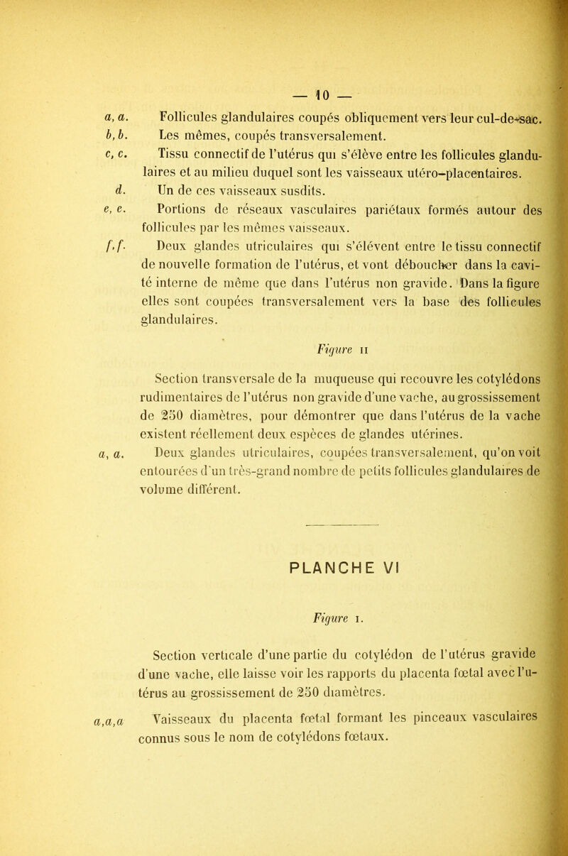 a, a. Follicules glandulaires coupés obliquement vers leur cul-de+sac. b, b. Les mêmes, coupés transversalement. c, c. Tissu connectif de l’utérus qui s’élève entre les follicules glandu- laires et au milieu duquel sont les vaisseaux utéro-placentaires. d. Un de ces vaisseaux susdits. e, e. Portions de réseaux vasculaires pariétaux formés autour des follicules par les mêmes vaisseaux. f, f. Deux glandes utriculaires qui s’élèvent entre le tissu connectif de nouvelle formation de l’utérus, et vont déboucher dans la cavi- té interne de même que dans l’utérus non gravide. Dans la figure elles sont coupées transversalement vers la base des follicules glandulaires. Figure n Section transversale de la muqueuse qui recouvre les cotylédons rudimentaires de l’utérus non gravide d’une vache, au grossissement de 250 diamètres, pour démontrer que dans l’utérus de la vache existent réellement deux espèces de glandes utérines. a, a. Deux glandes utriculaires, coupées transversalement, qu’on voit entourées d'un très-grand nombre de petits follicules glandulaires de volume différent. PLANCHE VI Figure i. Section verticale d’une partie du cotylédon de l’utérus gravide d’une vache, elle laisse voir les rapports du placenta fœtal avec l’u- térus au grossissement de 250 diamètres. Vaisseaux du placenta fœtal formant les pinceaux vasculaires connus sous le nom de cotylédons fœtaux.