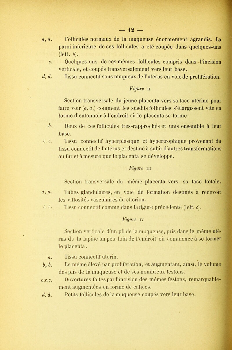 a, a. Follicules normaux de la muqueuse énormément agrandis. La paroi inférieure de ces follicules a été coupée dans quelques-uns (lett. b). c. Quelques-uns de ces mêmes follicules compris dans d’incision verticale, et coupés transversalement vers leur base. d, d. Tissu connectif sous-muqueux de l’utérus en voie de prolifération. Figure n Section transversale du jeune placenta vers sa face utérine pour faire voir [a, a.) comment les susdits follicules s’élargissent vite en forme d’entonnoir à l’endroit où le placenta se forme. b. Deux de ces follicules très-rapprochés et unis ensemble à leur base. c, c. Tissu connectif hyperplasique et hypertrophique provenant du tissu connectif de l’utérus et destiné à subir d’autres transformations au fur et à mesure que le placenta se développe. Figure ni Section transversale du même placenta vers sa face fœtale. а, ®. Tubes glandulaires, en voie de formation destinés à recevoir les villosités vasculaires du chorion. c, c. Tissu connectif comme dans la figure précédente (lett. c). Figure iv Section verticale d’un pli de la muqueuse, pris dans le même uté- rus de la lapine un peu loin de l’endroit où commence à se former le placenta. a. Tissu connectif utérin. б, b. Le même élevé par prolifération, et augmentant, ainsi, le volume des plis de la muqueuse et de ses nombreux festons. c, c,c. Ouvertures faites par l’incision des mêmes festons, remarquable- ment augmentées en forme de calices. d, d. Petits follicules de la muqueuse coupés vers leur base.