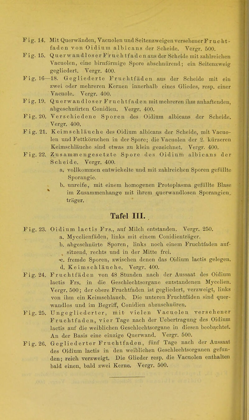 Fig. 14. Mit Querwänden, Vacuolen und Seitenzweigen versehener Frucht- fadcn von Oidium albicans der Scheide. Vergr. 500. F ig. 15. Quer w an d 103 er FVu ch tf adc n aus der Scheide mit zahlreichen Vacuolen, eine birnföriiiige Spore abschnürend; ein Seitenzweig gegliedert. Vergr. 400. Fig. 16—18. Gegliederte Fruchtfäden aus der Scheide mit ein zwei oder mehreren Kernen innerhalb eines Gliedes, resp. einer Vacuole. Vergr. 400. Fig. 19. Querwandloser Fruchtfaden mit mehreren ihm anhaftenden, abgeschnürten Conidien, Vergr. 400. Fig. 20. Verschiedene Sporen des Oidium albicans der Scheide. Vergr. 400, Fig. 21. Keimschläuche des Oidium albicans der Scheide, mit Vacuo- len und Fettkörnchen in der Spore; die Vacuolen der 2. kürzeren Keimschläuche sind etwas zu klein gezeichnet. Vergr. 400. Fig. 22. Zusammengesetzte Spore des Oidium albicans der Scheide. Vergr. 400. a, vollkommen entwickelte und mit zahlreichen Sporen gefüllte Sporangie. b. unreife, mit einem homogenen Protoplasma gefüllte Blase * im Zusammenhange mit ihrem querwandlosen Sporangien, träger. Tafel III.. Fig. 23. Oidium lactis Frs., auf Milch entstanden. Vergr. 250. a. Mycelienfäden, links mit einem Conidienträger. b. abgeschnürte Sporen, links noch einem Fruchtfaden auf- , sitzend, rechts und in der Mitte frei. •c. fremde Sporen, zwischen denen das Oidium lactis gelegen, d. Keim Schläue he. Vergr. 400. Fig. 24. Fruchtfäden von 48 Stunden nach der Aussaat des Oidium lactis Frs. in die Geschlechtsorgane entstandenen Mycelien. Vergr. 500; der obere Fruchtfaden ist gegliedert, verzweigt, links von ihm ein Keimschlauch. Die unteren Fruchtfäden sind quer- wandlos und im Begriff, Conidien abzuschnüren. Fig. 25. Ungegliederter, mit vielen Vacuolen versehener Frucht faden, vier Tage nach der Uebertragung des Oidium lactis auf die weiblichen Geschlechtsorgane in diesen beobachtet. An der Basis eine einzige Querwand. Vergr. 500. Fig. 2G. Gegliederter Fruchtfaden, fünf Tage nach der Aussaat des Oidium lactis in den weiblichen Geschlechtsorganen gefun- den; reich verzweigt. Die Glieder resp. die Vacuolen enthalten bald einen, bald zwei Kerne. Vergr. 500,