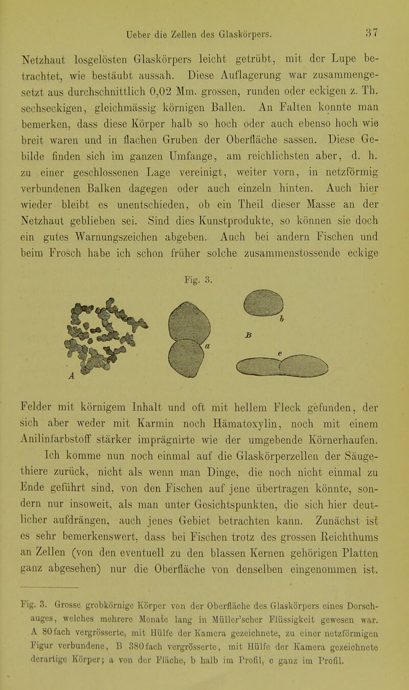 Netzhaut losgelösten Glaskörpers leicht getrübt, mit der Lupe be- trachtet, wie bestäubt aussah. Diese Auflagerung war zusammenge- setzt aus durchschnittlich 0,02 Mm. grossen, runden oder eckigen z. Th. sechseckigen, gleichnicässig körnigen Ballen. An Falten konnte man bemerken, dass diese Körper lialb so hoch oder auch ebenso hoch wie breit waren und in flachen Gruben der Oberfläche sassen. Diese Ge- bilde finden sich im ganzen Umfange, am reichlichsten aber, d. h. zu einer geschlossenen Lage vereinigt, weiter vorn, in netzförmig verbimdenen Balken dagegen oder auch einzeln hinten. Auch hier wieder bleibt es unentschieden, ob ein Theil dieser Masse an der Netzhaut geblieben sei. Sind dies Kunstprodukte, so können sie doch ein gutes Warnungszeichen abgeben. Auch bei andern Fischen und beim Frosch habe ich schon früher solche zusammenstossende eckige Fig. 3. Felder mit körnigem Inhalt und oft mit hellem Fleck gefunden, der sich aber weder mit Karmin noch Hämatoxylin, noch mit einem Anilinfarbstoff stärker imprägnirte wie der umgebende Körnerhaufen. Ich komme nun noch einmal auf die Glaskörperzellen der Säuge- thiere zurück, nicht als wenn man Dinge, die noch nicht einmal zu Ende geführt sind, von den Fischen auf jene übertragen könnte, son- dern nur insoweit, als man unter Gesichtspunkten, die sich hier deut- licher aufdrängen, auch jenes Gebiet betrachten kann. Zunächst ist es sehr bemerkenswert, dass bei Fischen trotz des grossen Eeichthums an Zellen (von den eventuell zu den blassen Kernen gehörigen Platten ganz abgesehen) nur die Oberfläche von denselben eingenommen ist. Fig. 3. Grosse grobkörnige Körper von der Oberfläche des Glaskörpers eines Dorsch- auges, welches mehrere Monate lang in MüUer'scher Flüssigkeit gewesen war. A 80fach vergrösserte, mit Hülfe der Kamera gezeichnete, zu einer netzförmigen Figur verbundene, B 380fach vergrösserte, mit Hülfe der Kamera gezeichnete derartige Körper; a von der Fläche, b halb im Profil, c ganz im Profil.